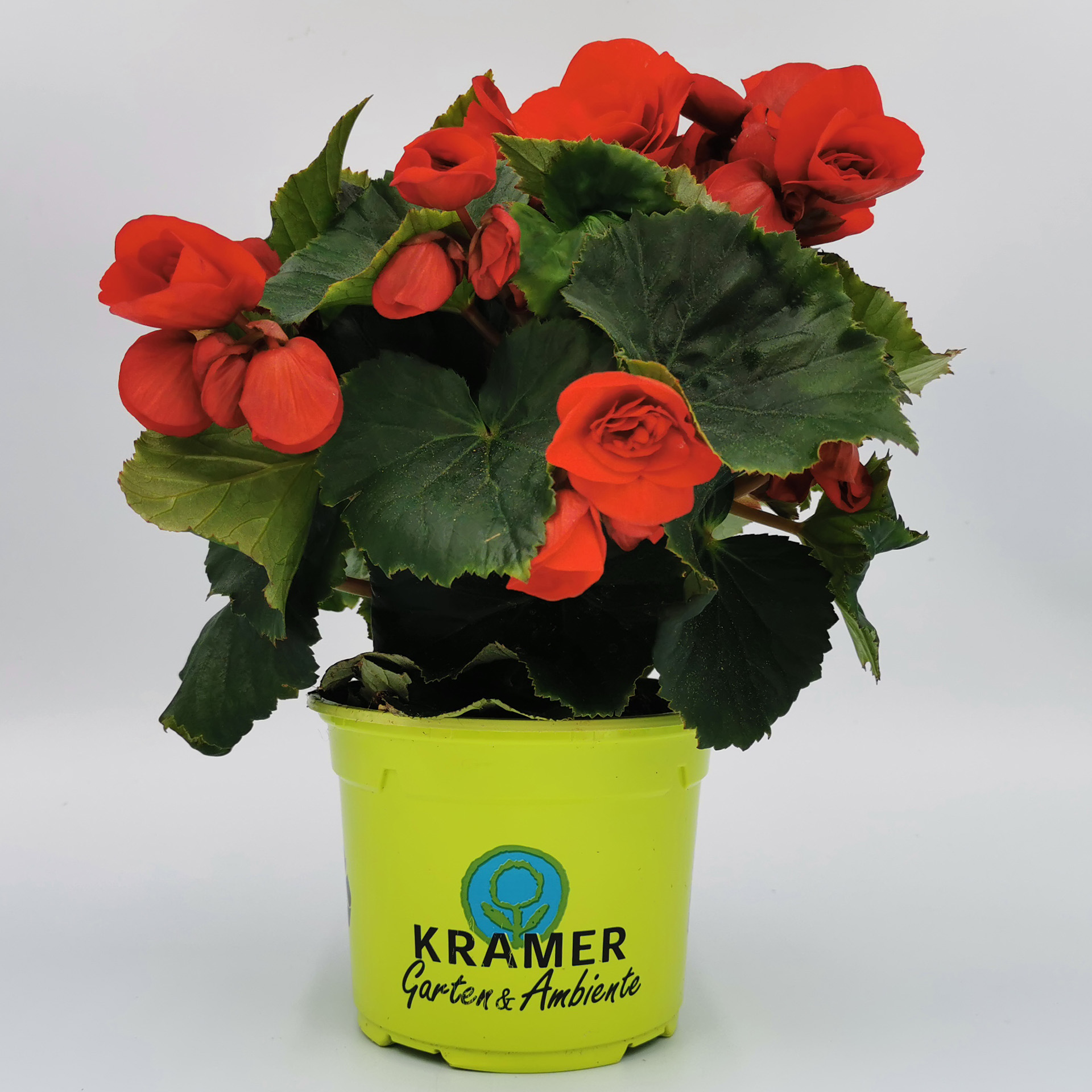 Begonie - Begonia 'Sunbrero® Baladin', 12cm Topf