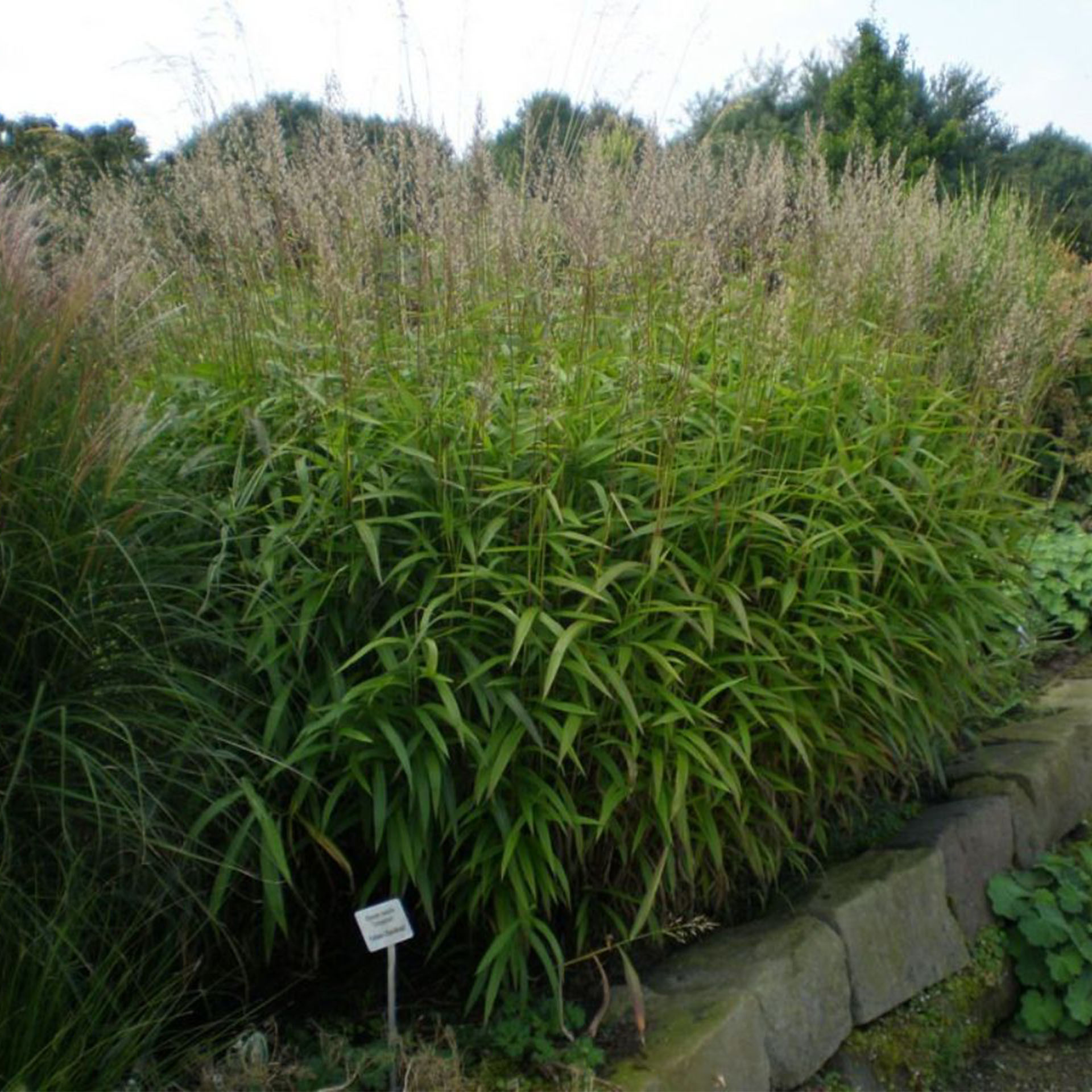 Pflanze, Vegetation, Busch