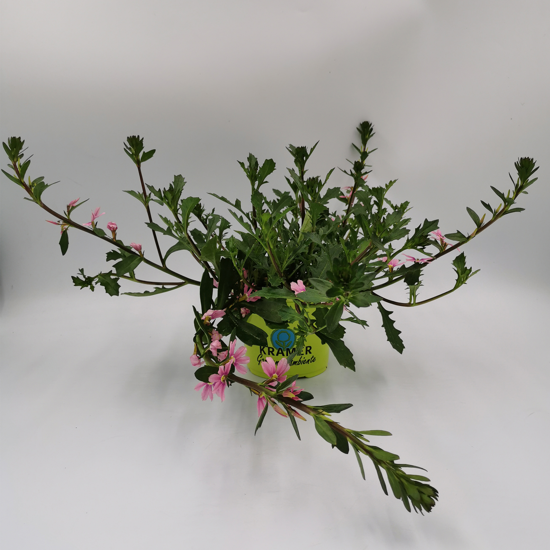 Fächerblume - Scaevola aemola 'Touch Deep Pink', 12cm Topf