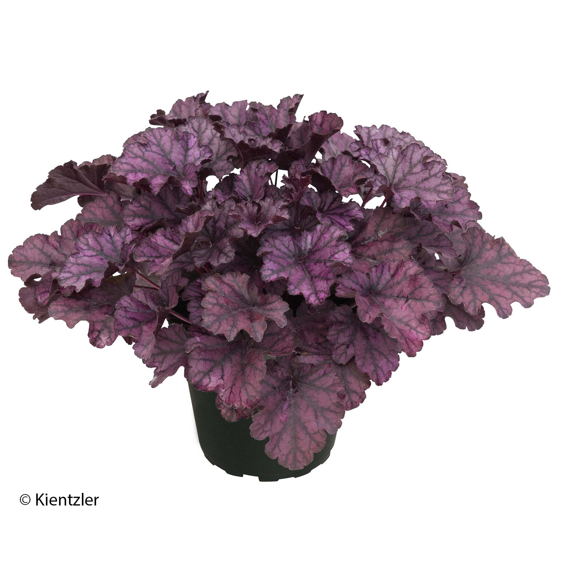 Pflanze im Topf, violettes Laub, Blume, Geranie, Pflanze