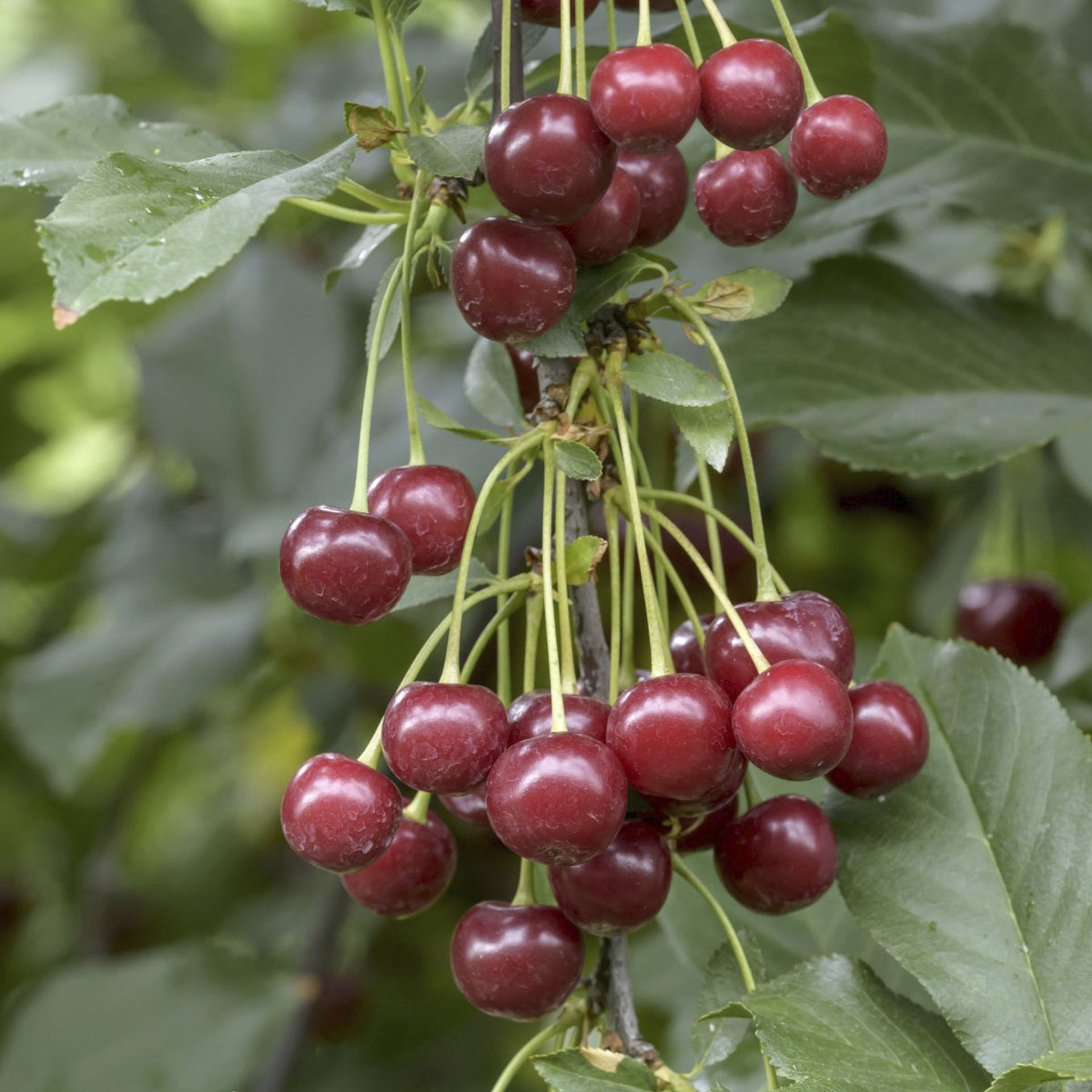 Ast der Sauerkirche Morellenfeuer mit reifen Kirschen