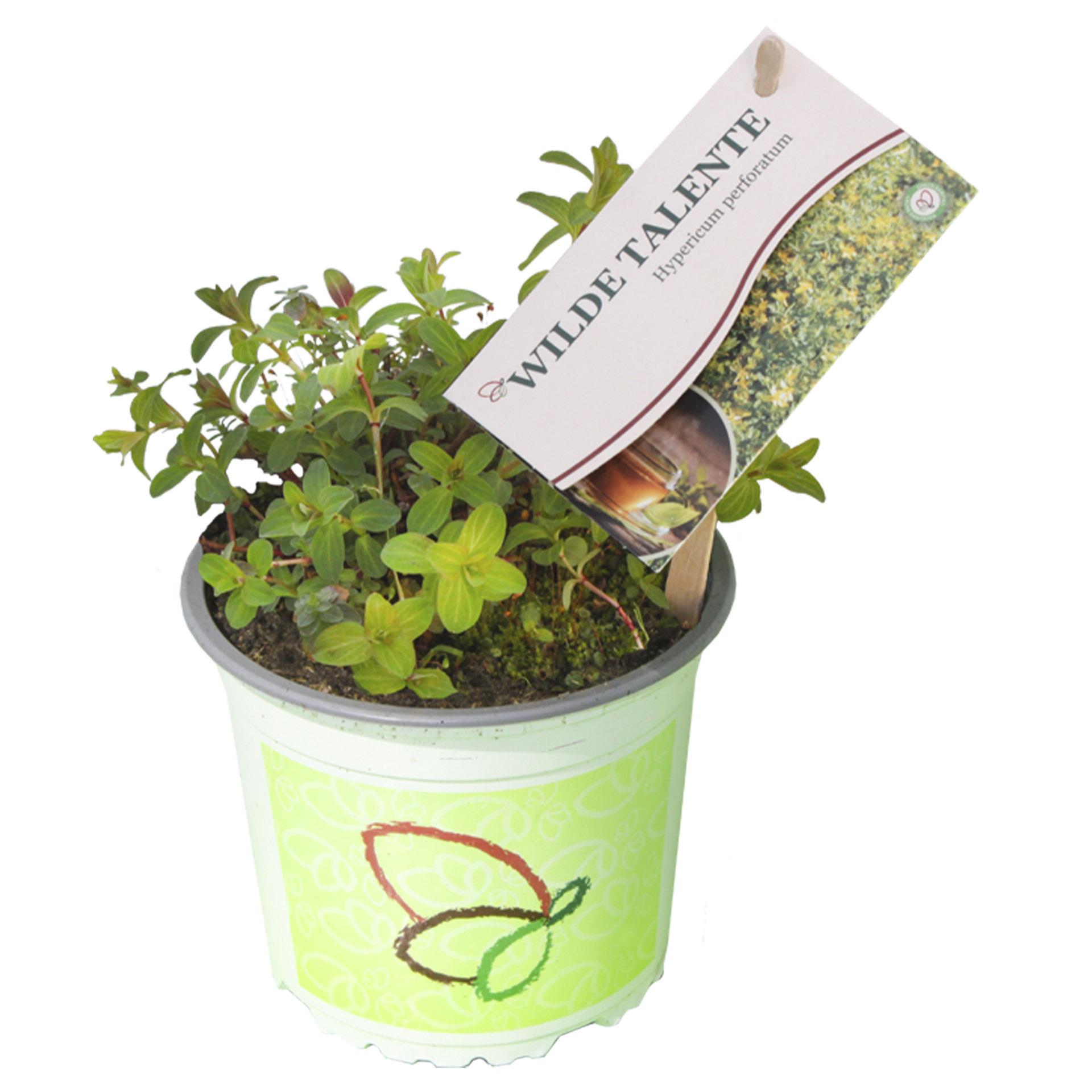 Pflanztopf mit Echtem Johanniskraut und Pflanzenstecker