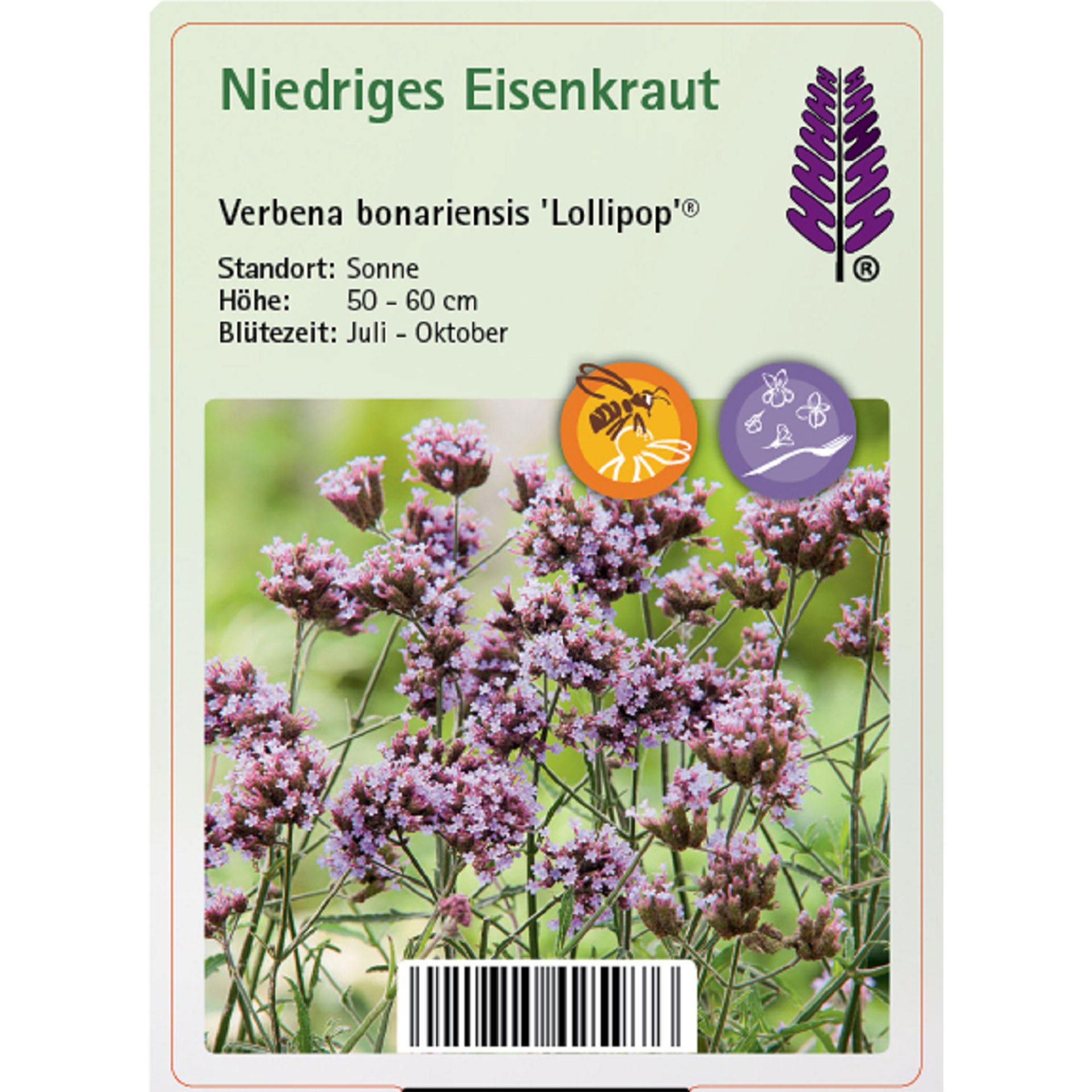 Kräuter, Pflanze, Blume, Kräuter, Pflanze, Blume, Lavendel