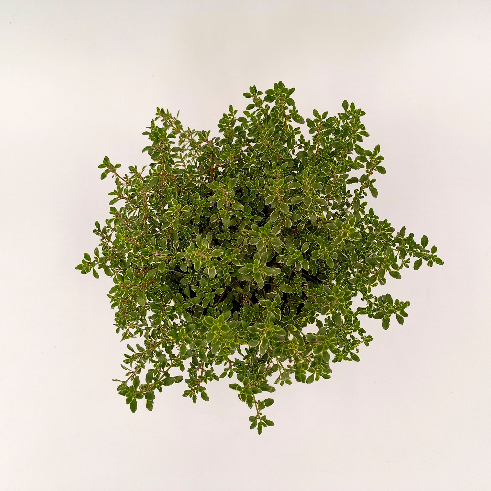 Silberner Zitronenthymian Silver Queen 2