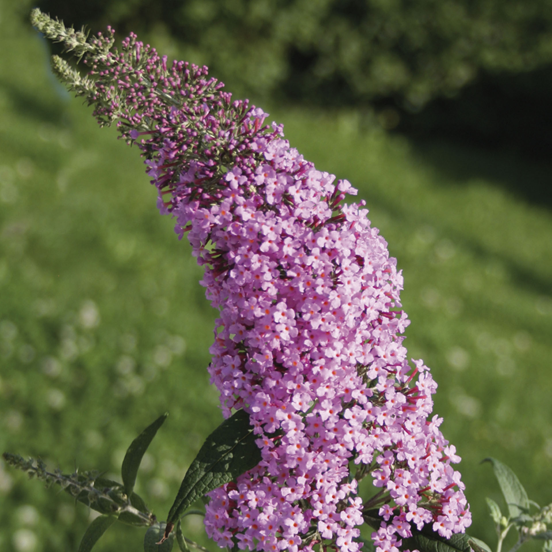 Sommerflieder - Buddleja davidii 'Pink Delight', C3,4