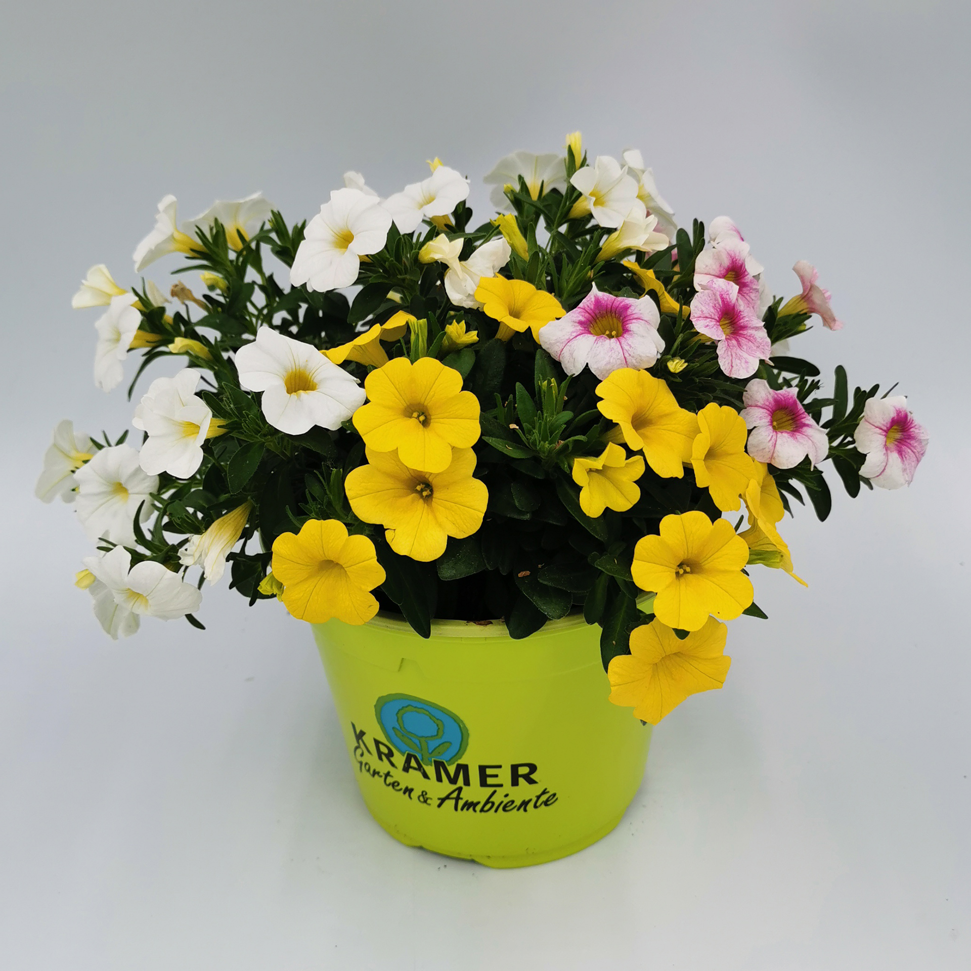 Zauberglöckchen - Calibrachoa 'Calipetite Trio' Yellow-Pink Vain-White, 13cm Topf