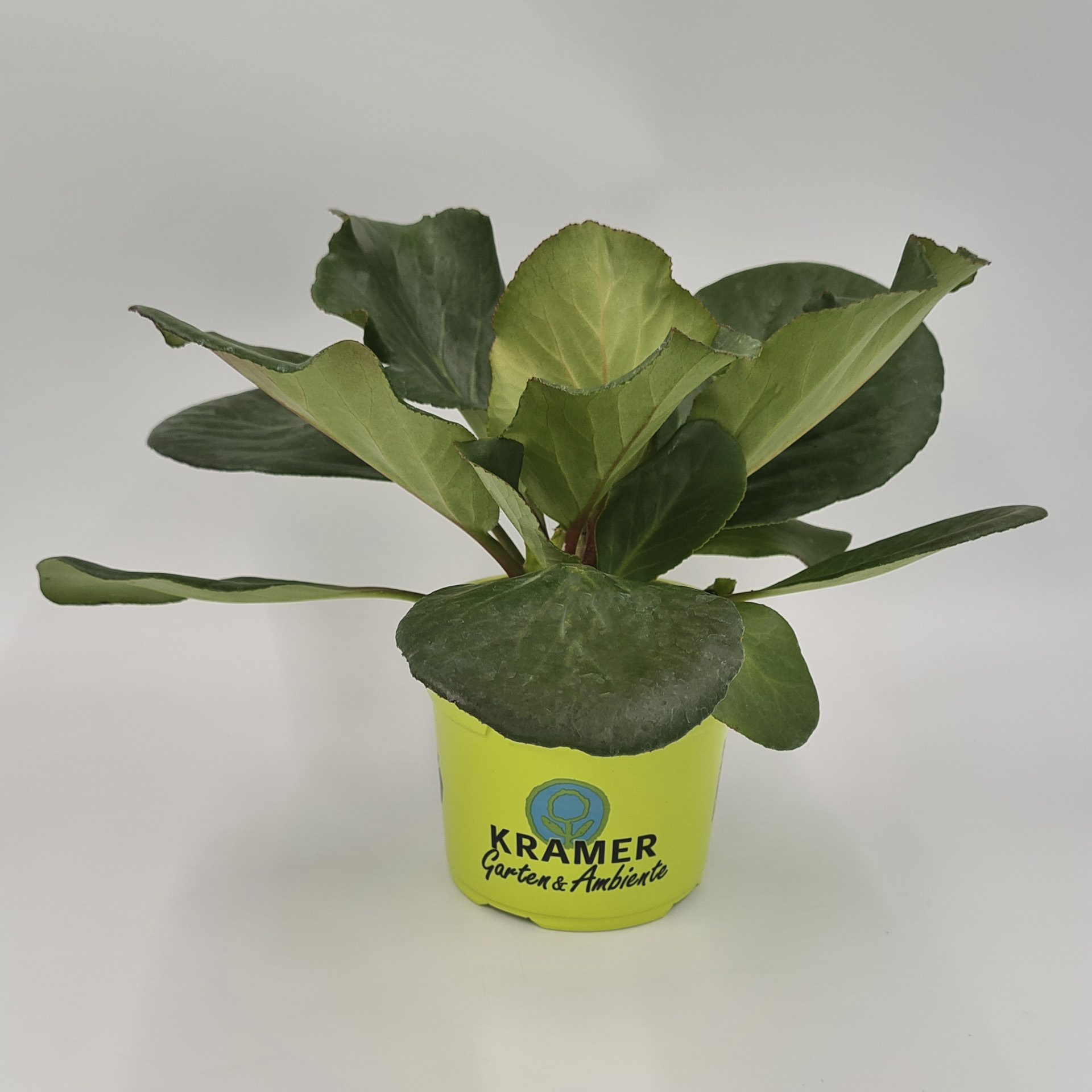 Bergenie 'Herbstblüte' Staude mit roten Blütenständen