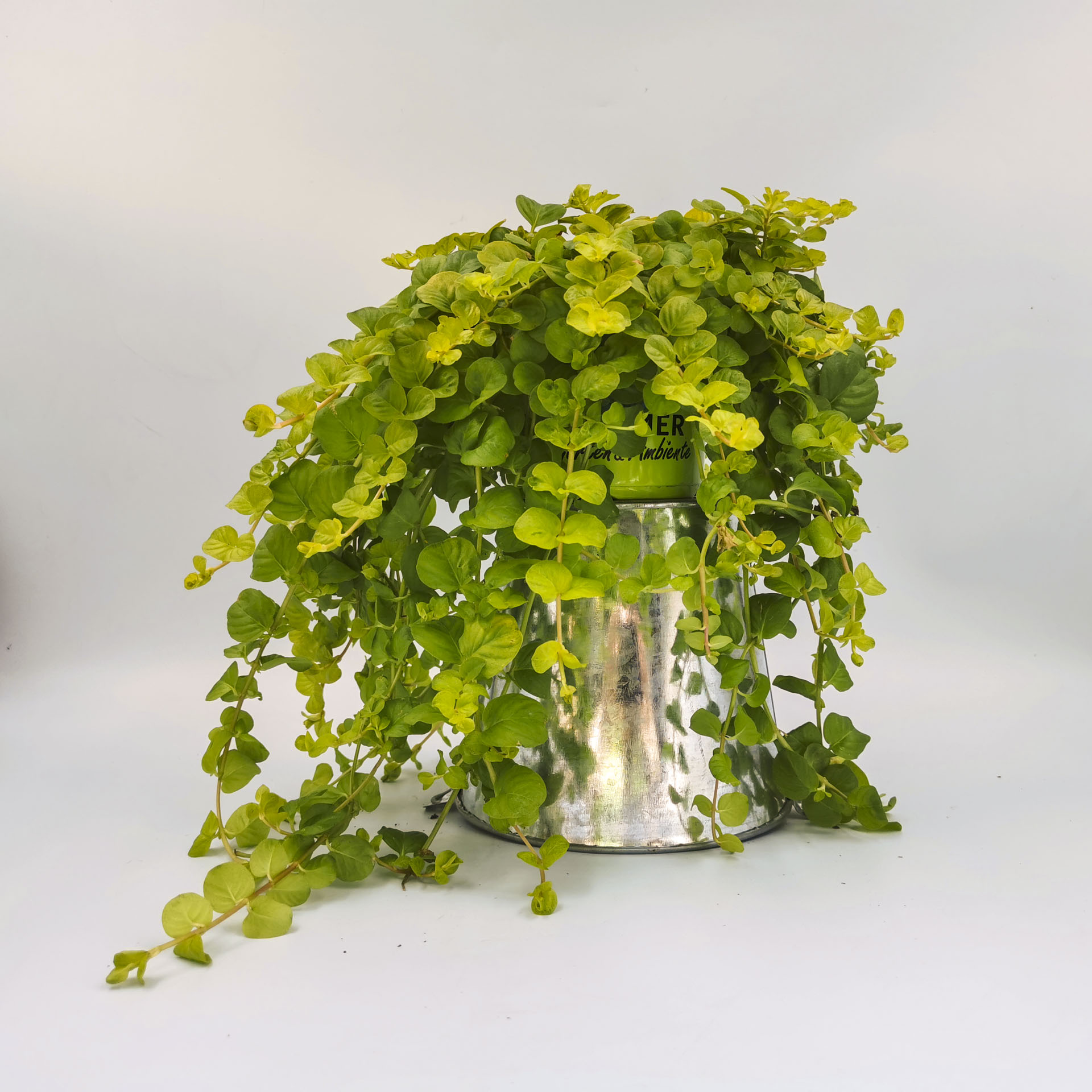hängendes Pfennigkraut Goldilocks im Pflanztopf