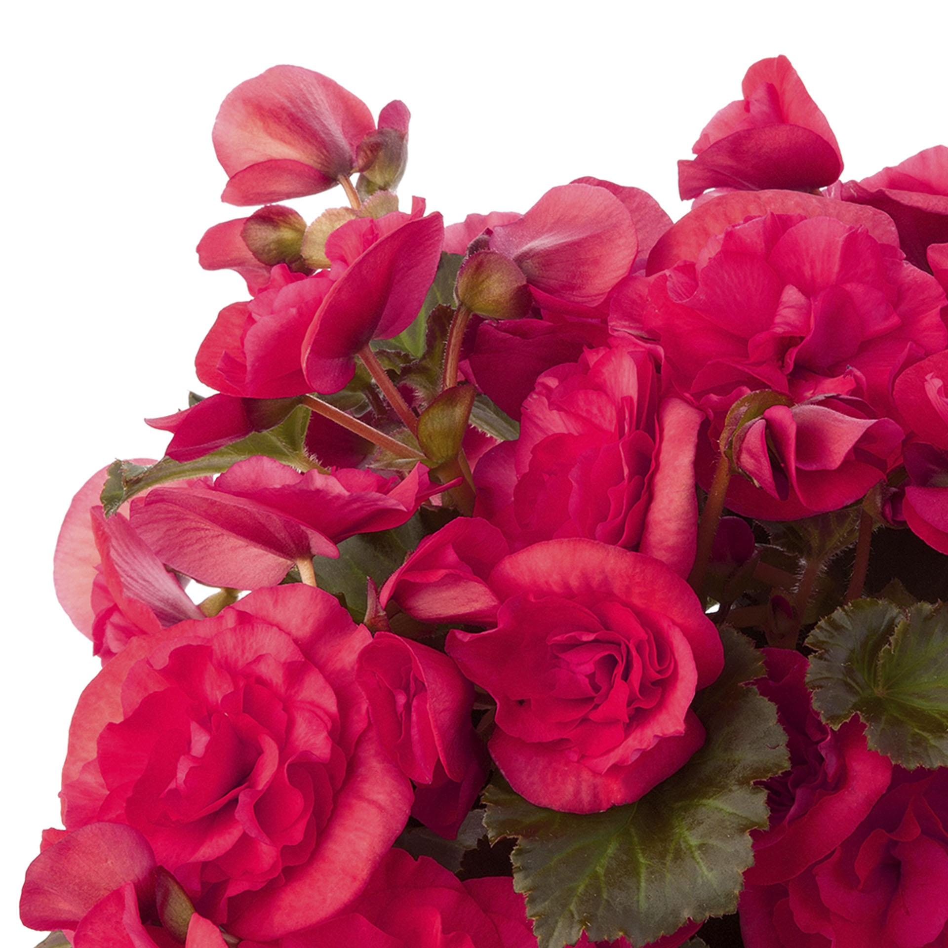 dunkel pinkfarbene Blüten der Begonie Sunbrero Pink