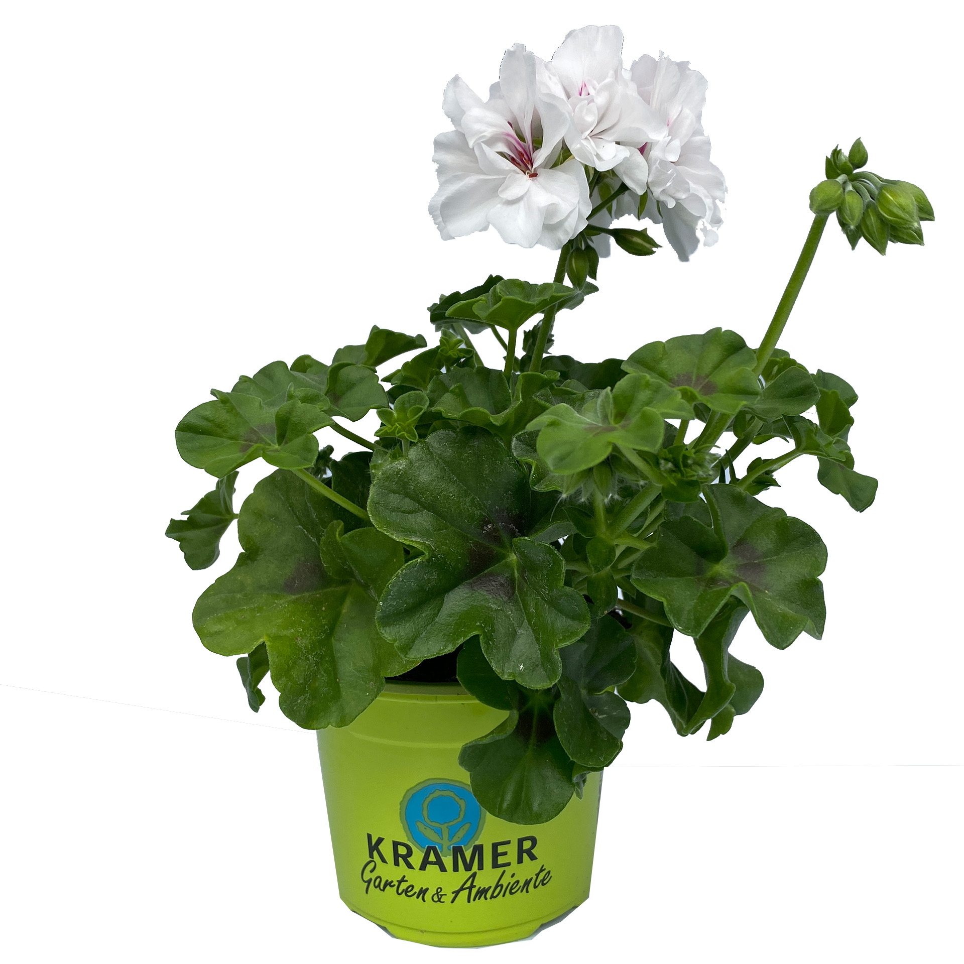 Hängende Geranienpflanze mit weißen Blüten im Pflanztopf