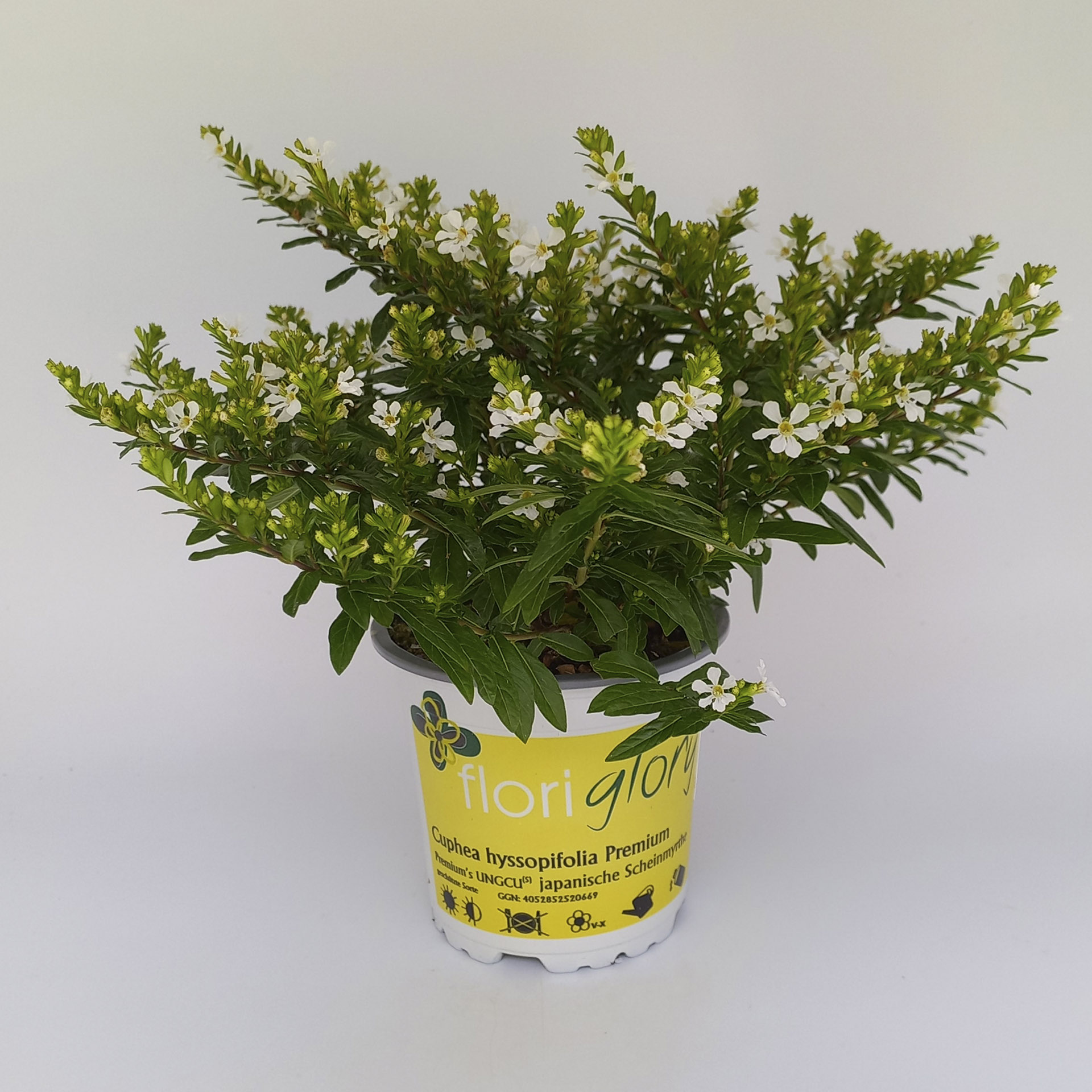 weiß blühende Japanische Scheinmyrthe im Pflanztopf