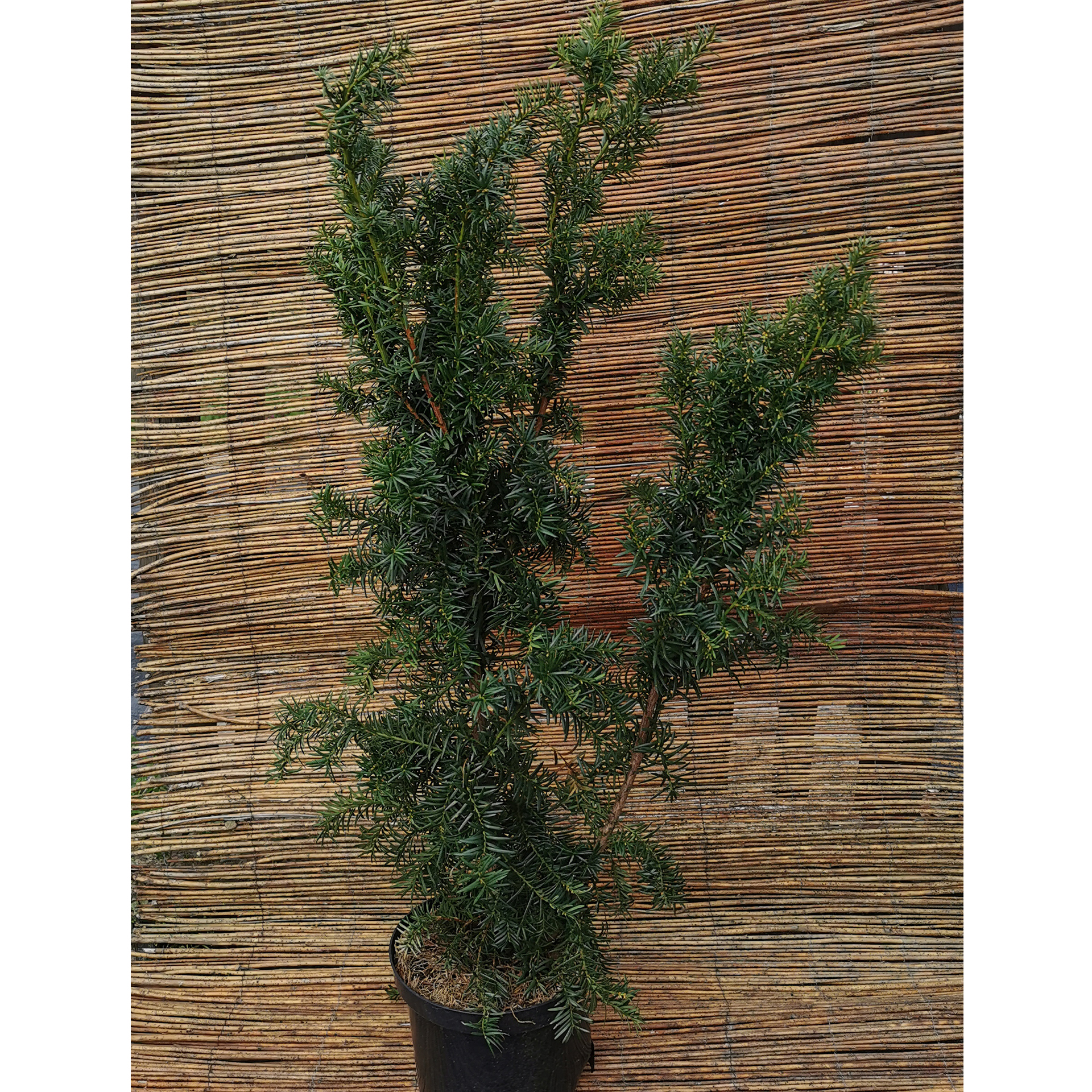 Bechereibe Hicksii, Konifere Hecke immergrün