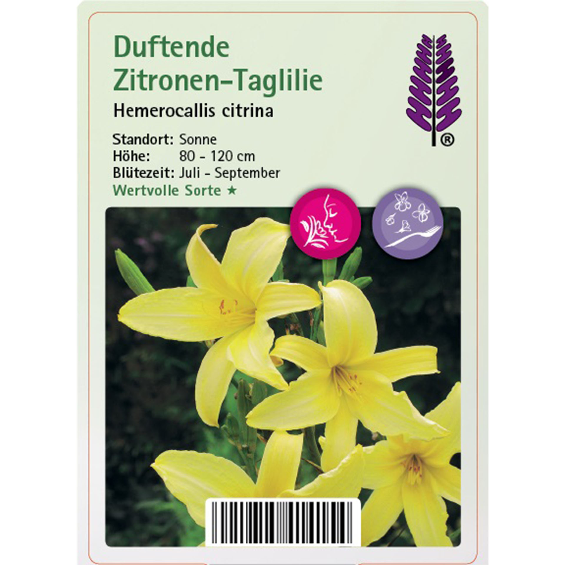 Blume, Pflanze, Blütenblatt, Ein anderes