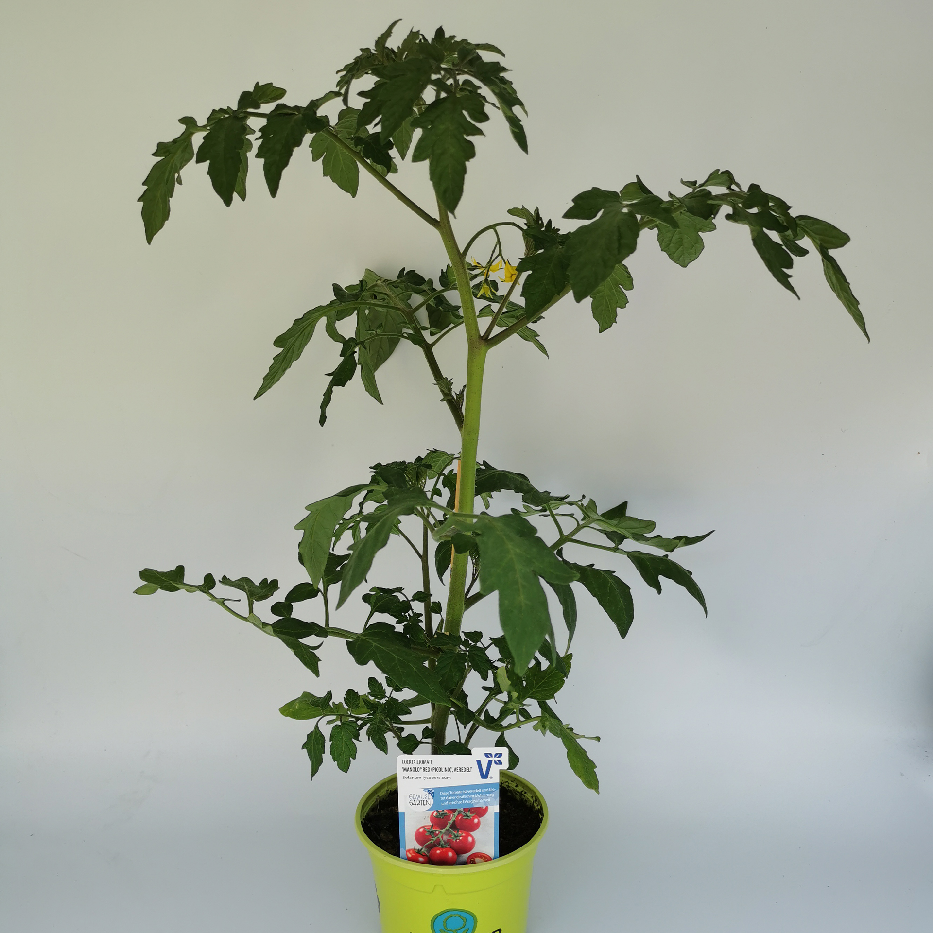 Veredelte Tomate Picolino