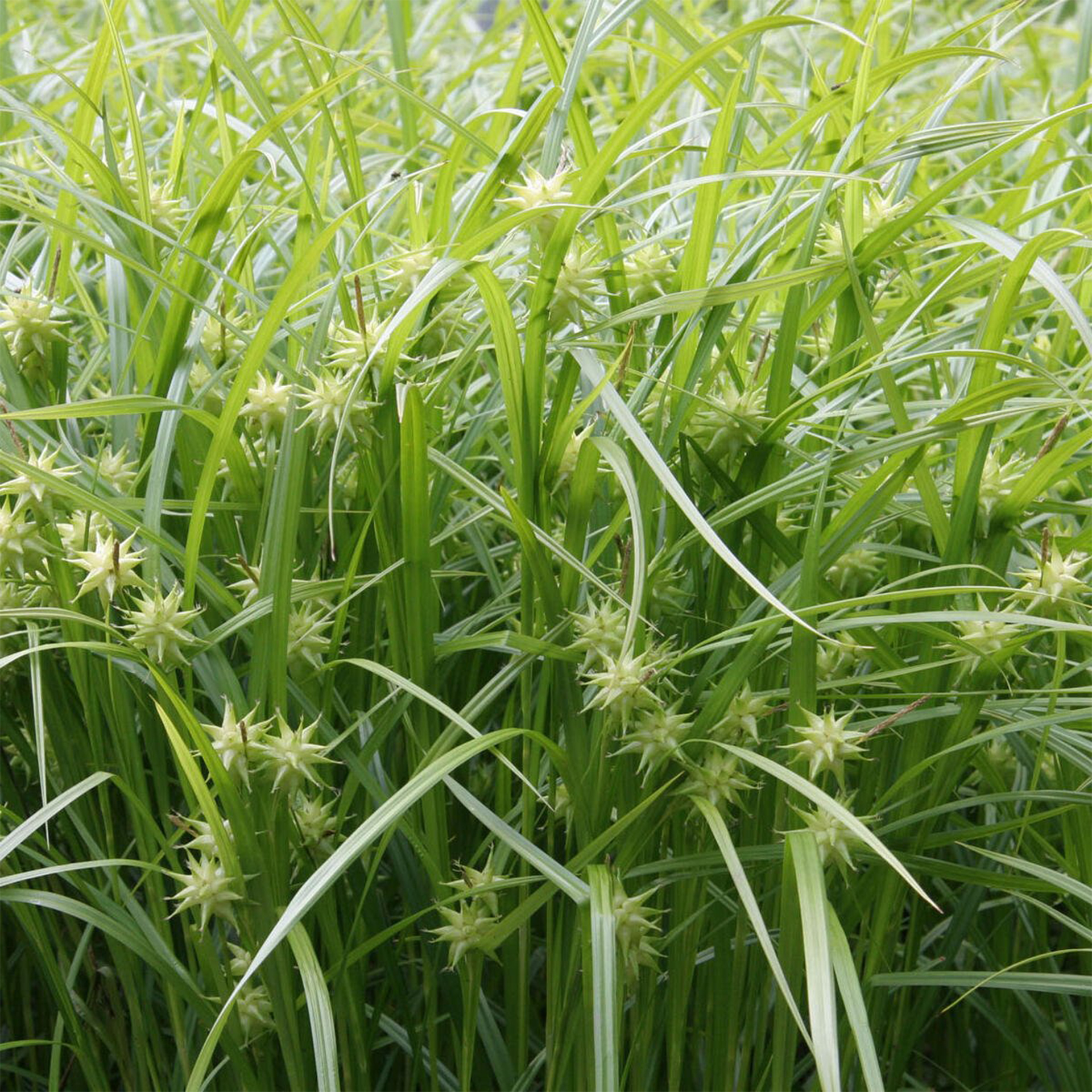 Morgenstern-Segge - Carex grayi 'Saladin', 17cm Topf