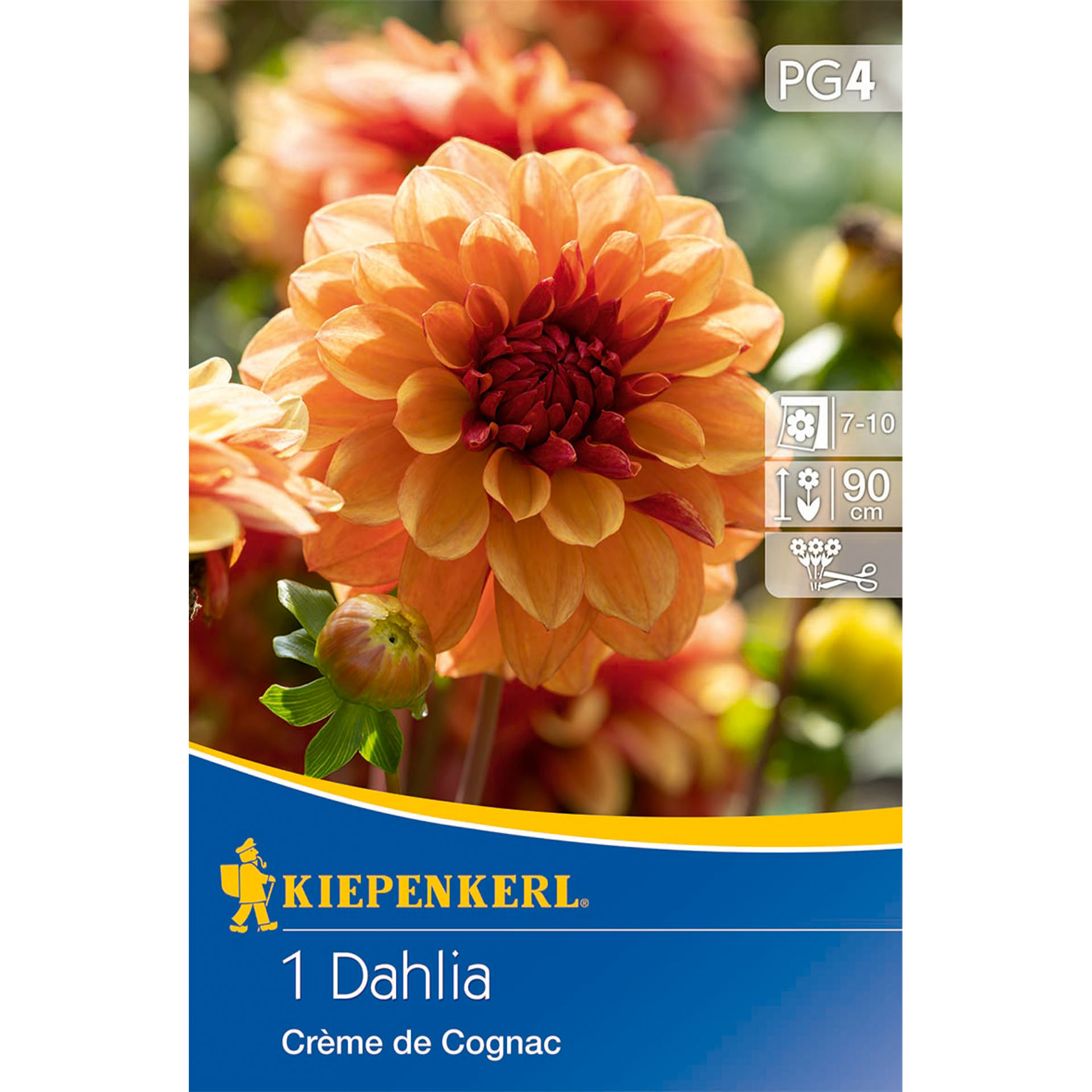 Dahlie, Blume, Pflanze, Werbung, Plakat