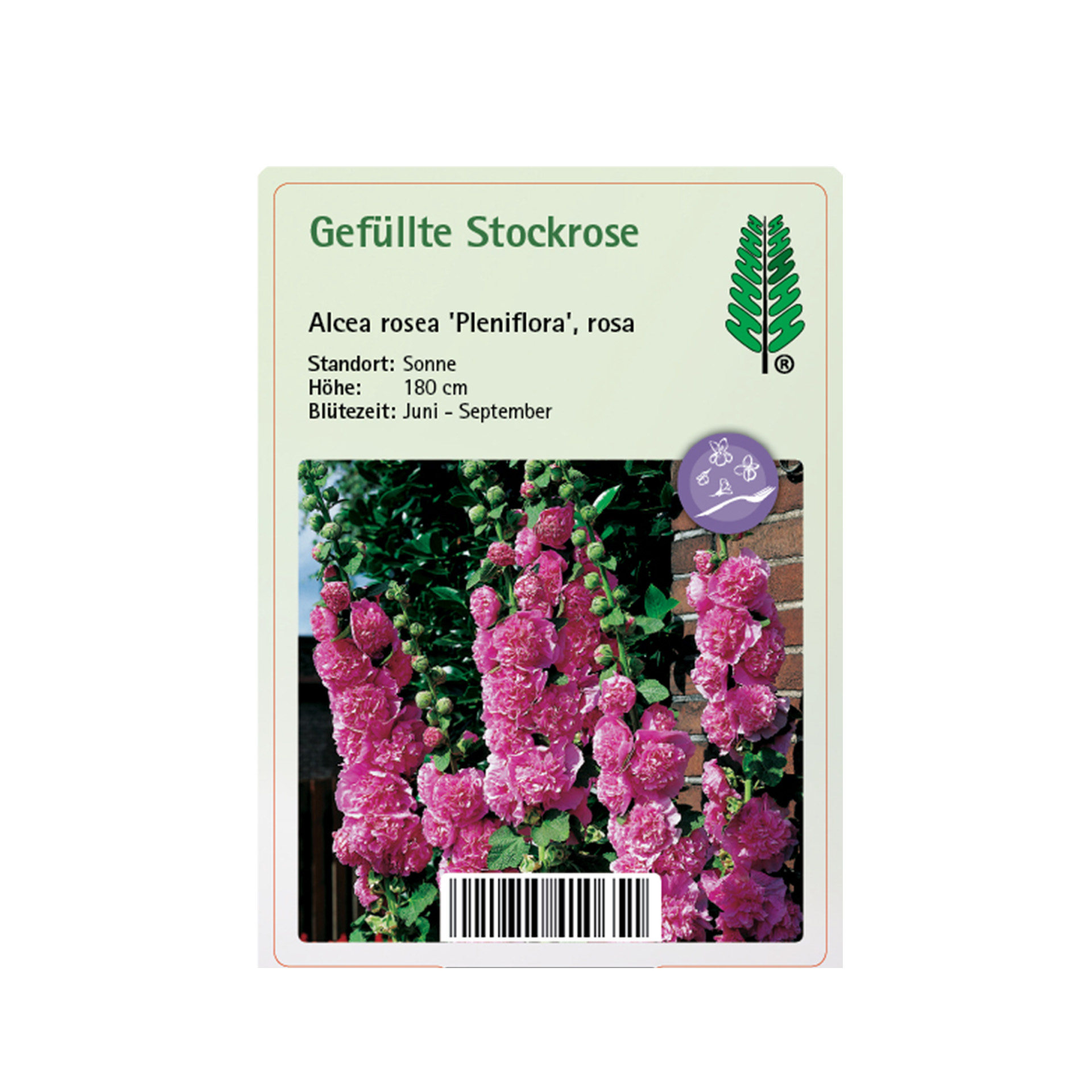 Gefüllte Stockrose - Alcea rosea 'Pleniflora' rosa, 11cm Topf