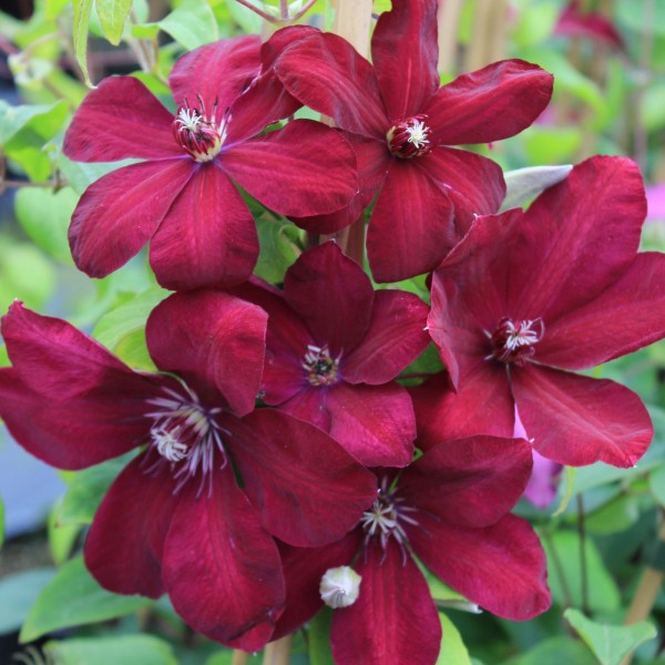 Clematis Niobe
