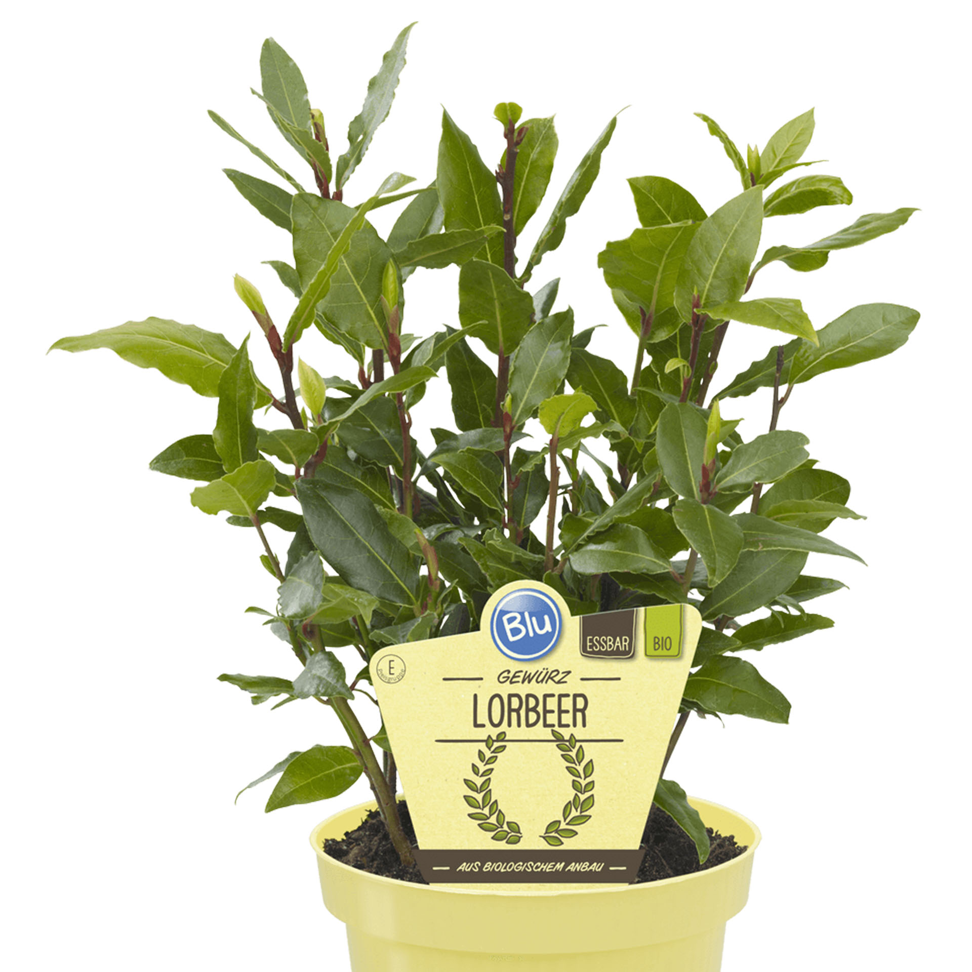 Blatt, Pflanze, Pflanze im Topf, Kräuterig, Kräuter