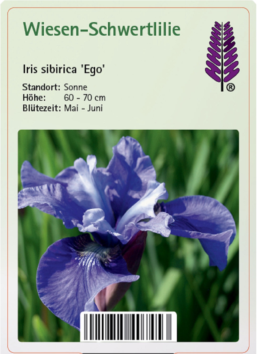Pflanzenstecker mit Infos zur Wiesen-Schwertlilie