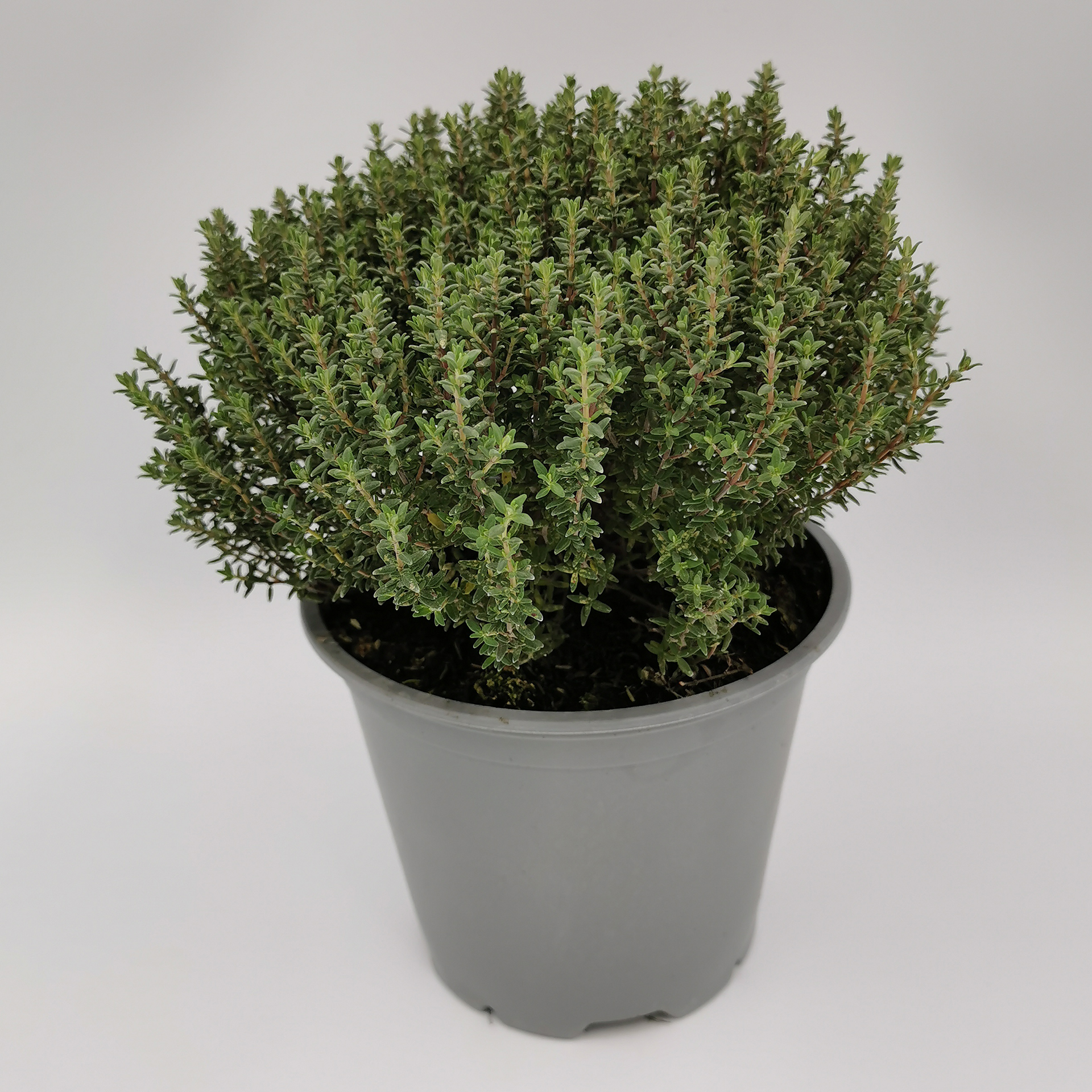 Thymian Faustini Küchenkräuter Gewürzpflanze