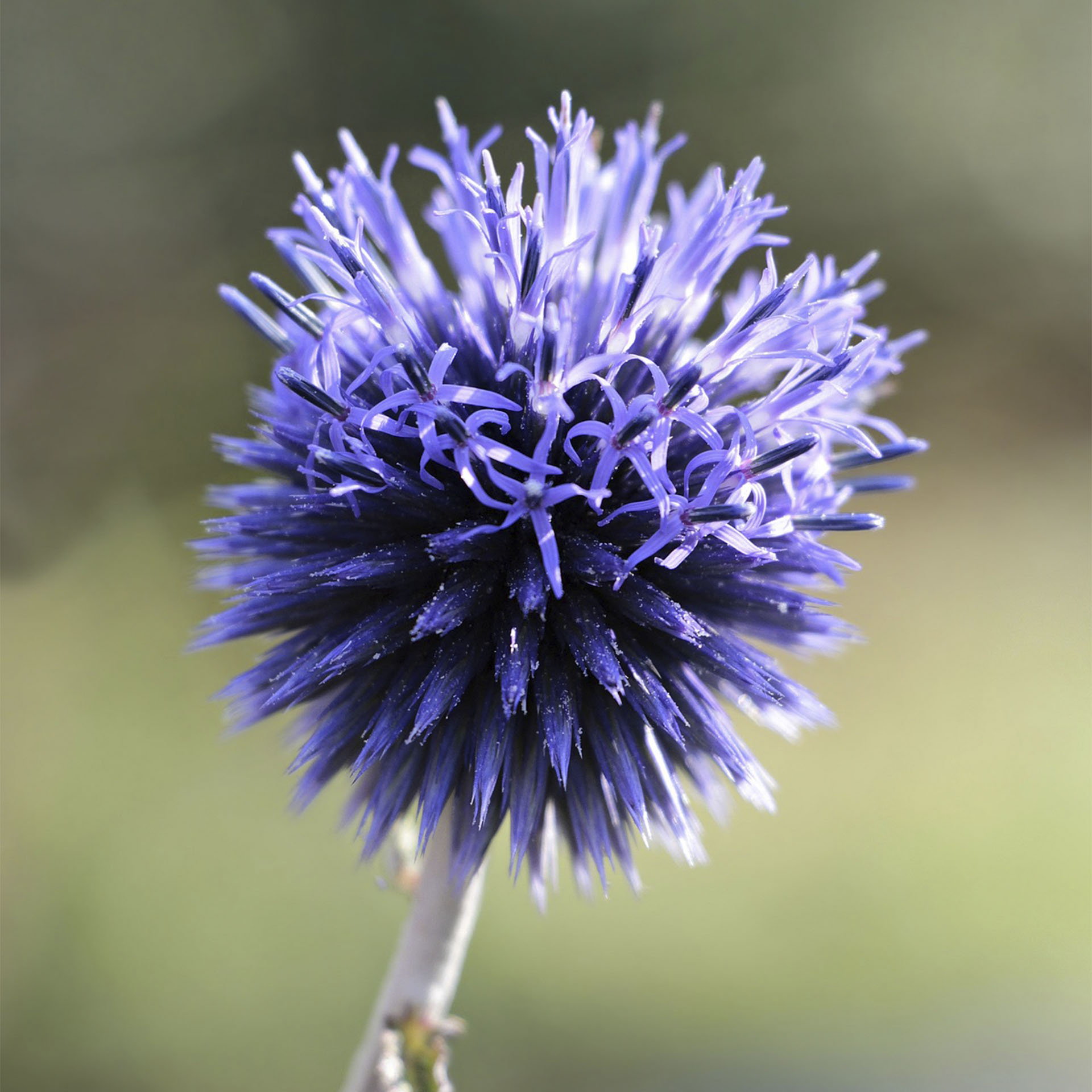 Veitchs-Kugeldistel - Echinops ritro 'Veitchs Blue', 11cm Topf