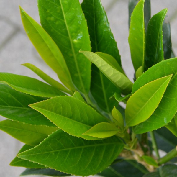 Prunus lauro. 'Renault Ace'
