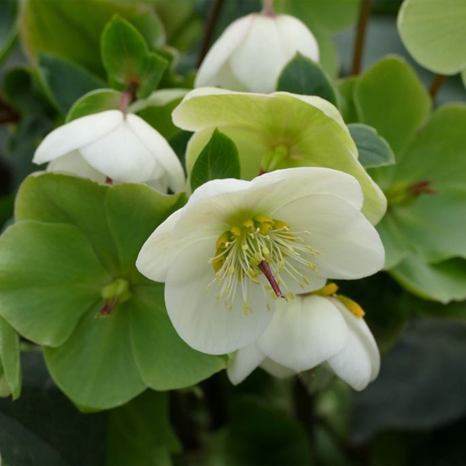 Eine andere, Blume, Blütenblatt, Blütenstaub, Anemone