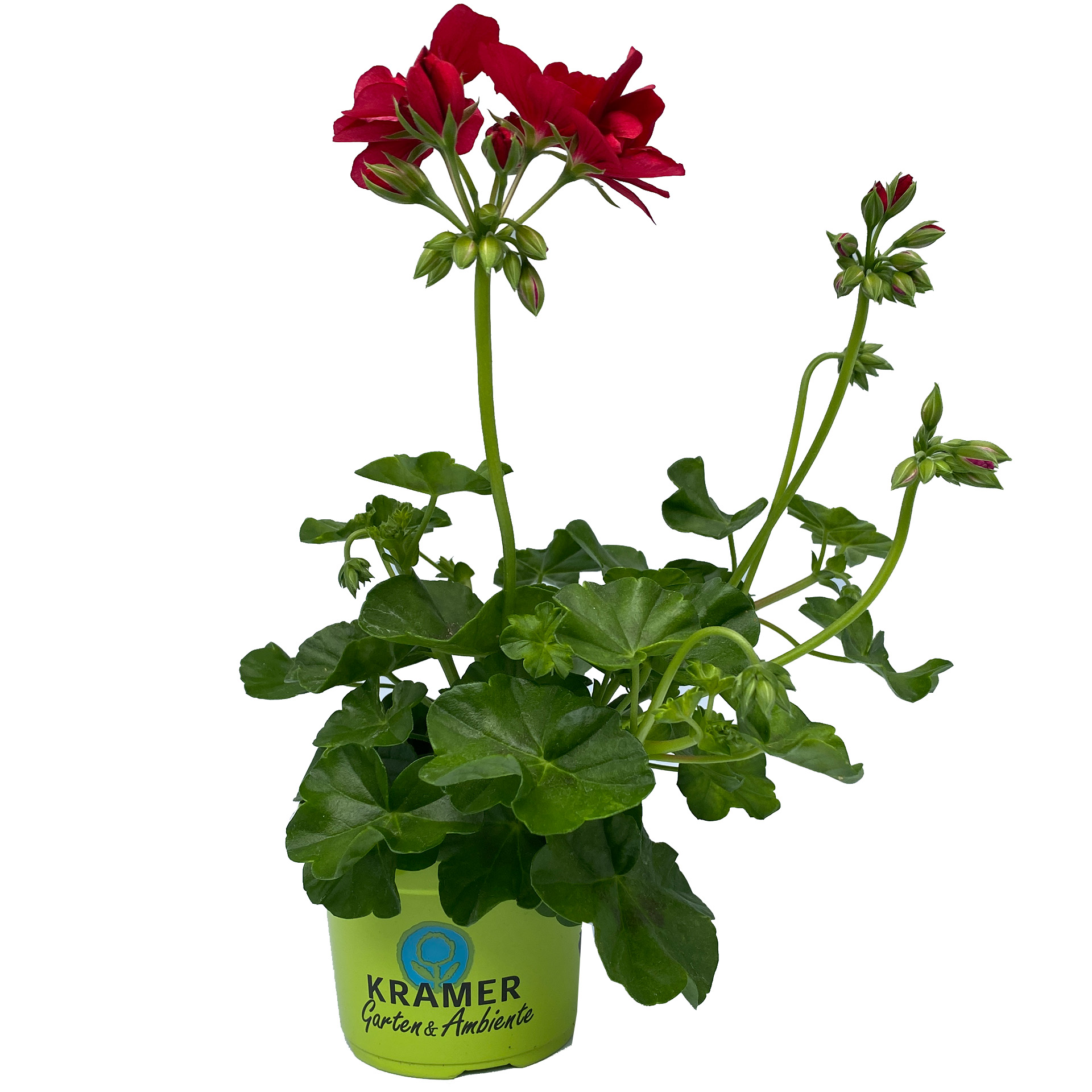 Geranie hängend 'Sunflair Ruben' - Pelargonium peltatum, 12cm Topf