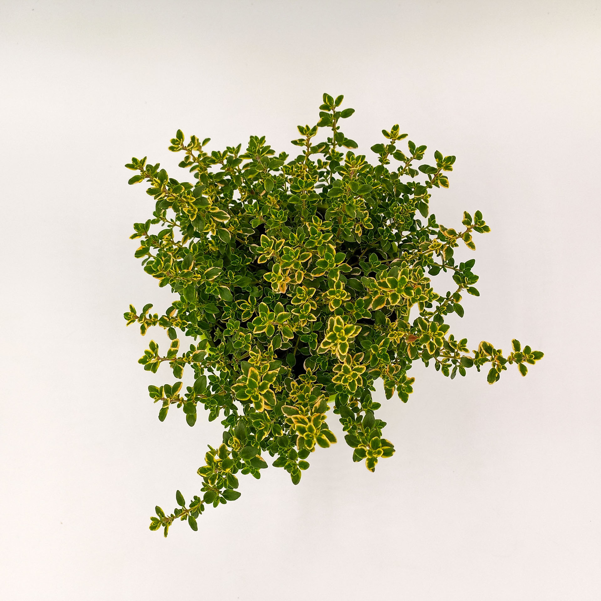 Gelber Zitronenthymian  Sonnenstaude pflegeleicht winterhart