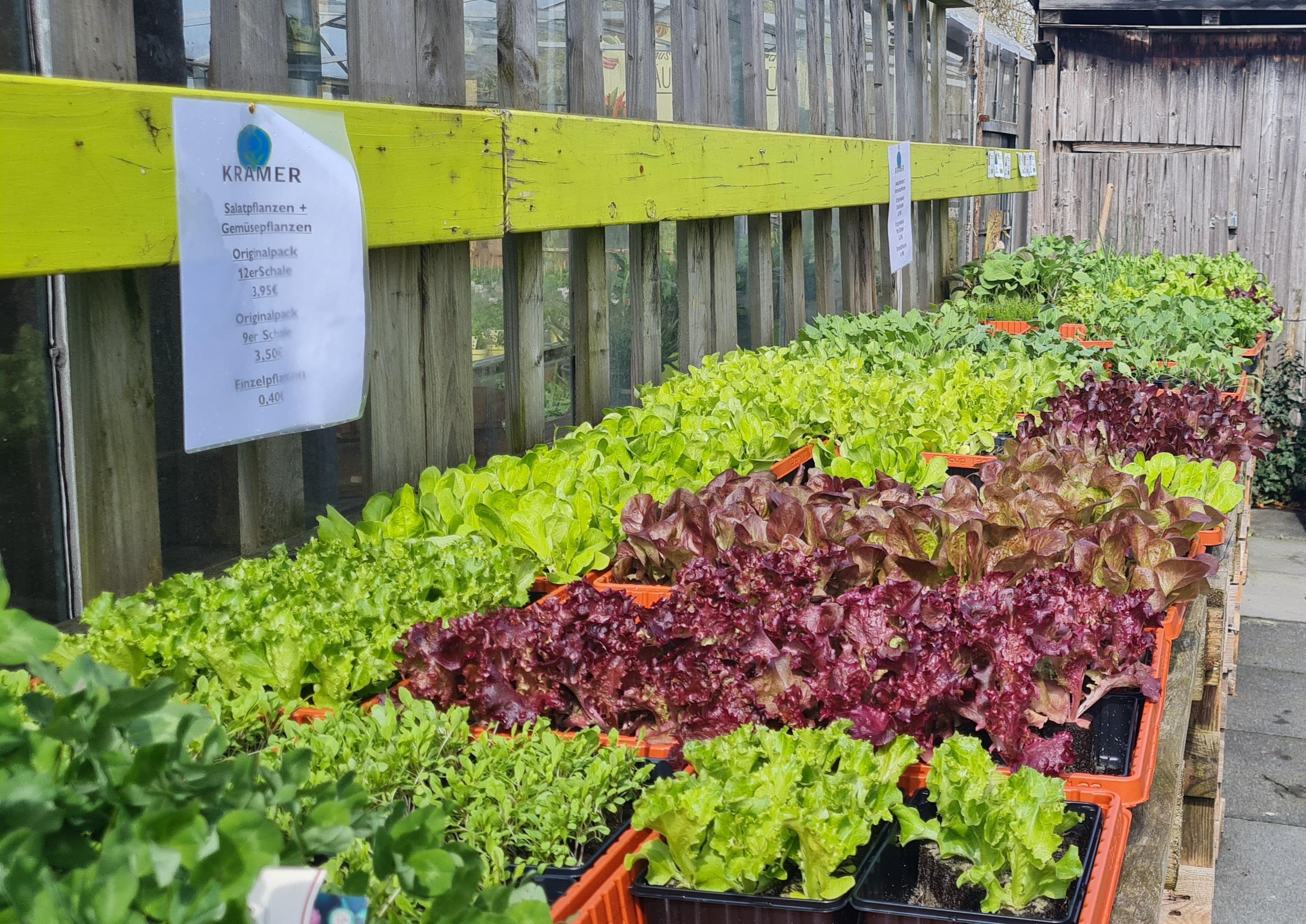 große auswahl an gemüsepflanzen wie salat, kohlrabi, grünkohl