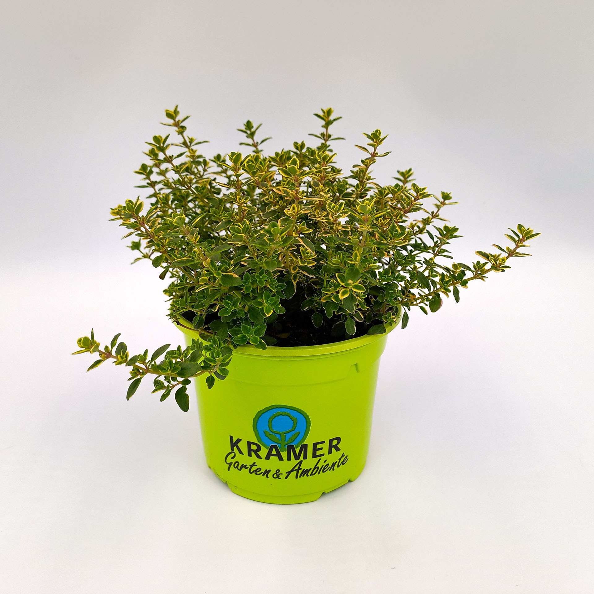 Gelber Zitronenthymian  Sonnenstaude pflegeleicht