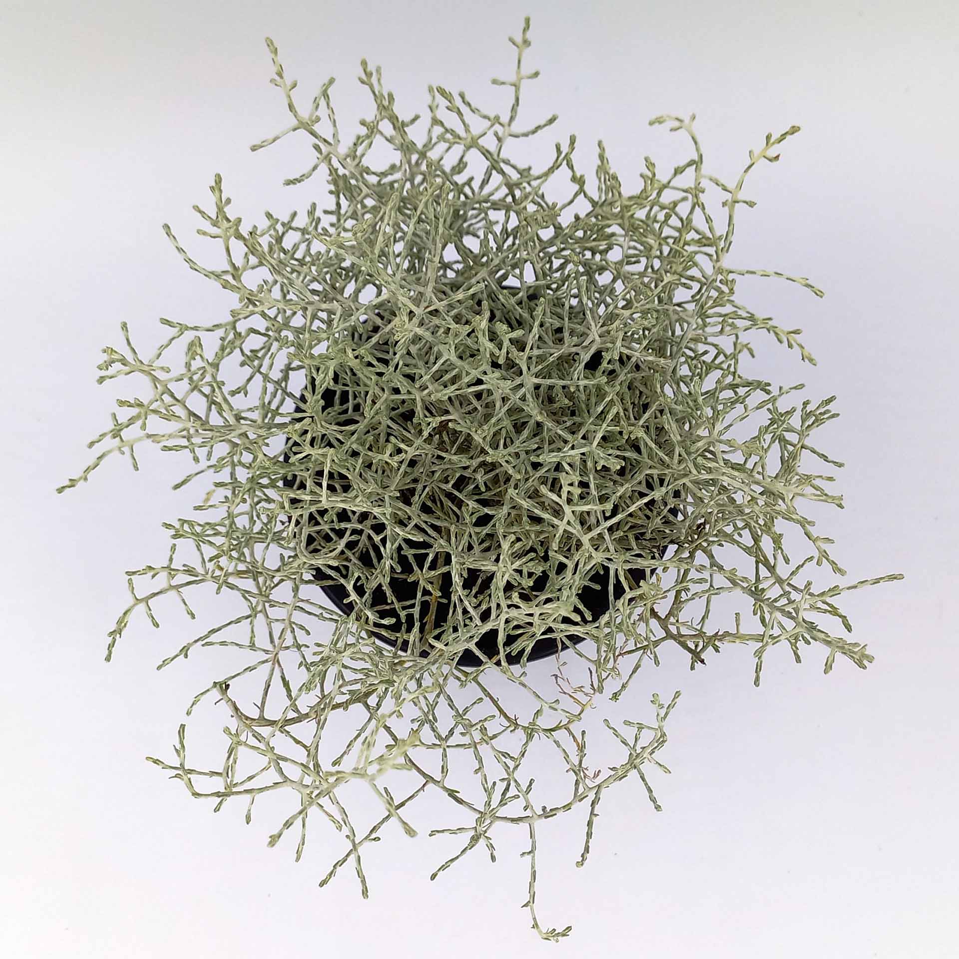 Stacheldrahtpflanze 2