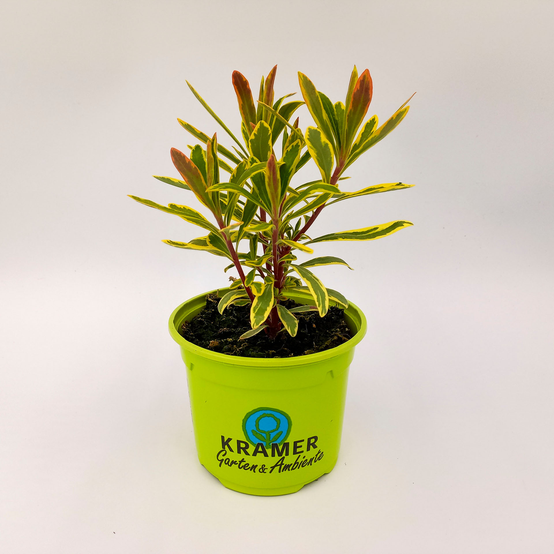 Buntblättrige Garten-Wolfsmilch Ascot Rainbow