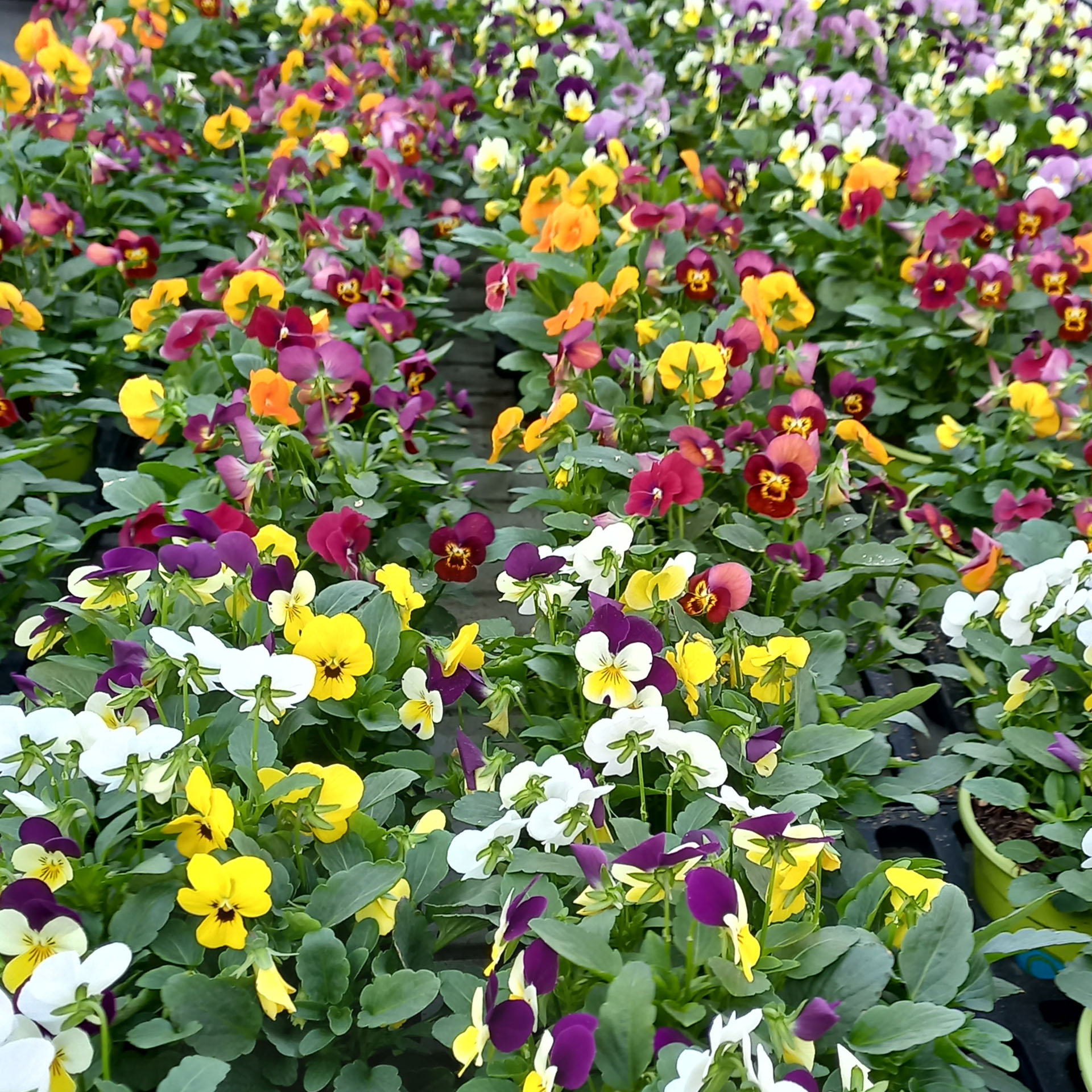 Hornveilchen mit 3 verschiedenen Farben im Topf