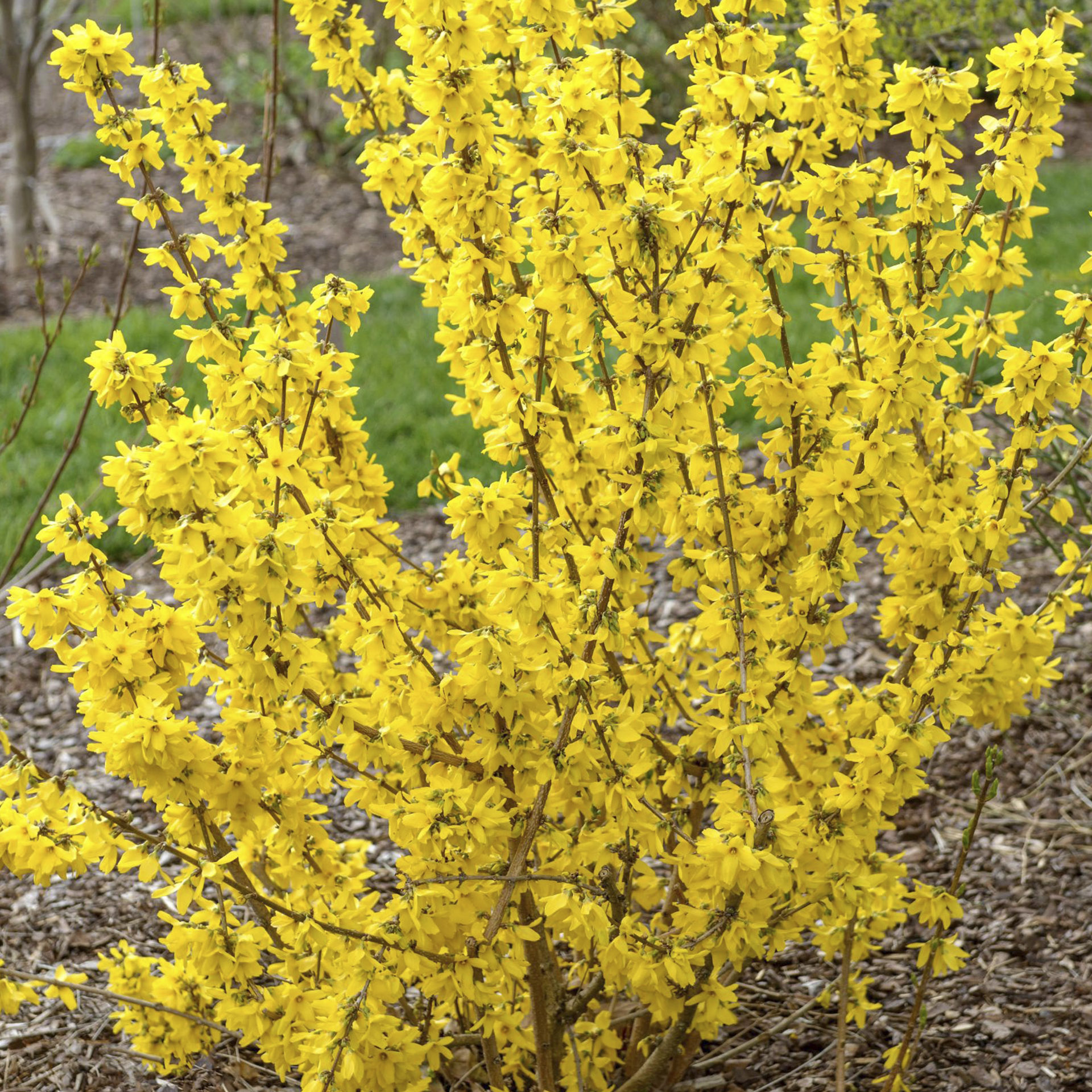 Goldglöckchen - Forsythia intermedia 'Goldrausch', C4,5 50-60cm