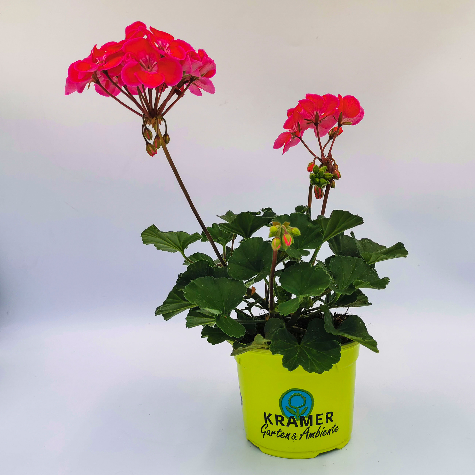 rot blühende Geranie Castello Tammo im Pflanztopf