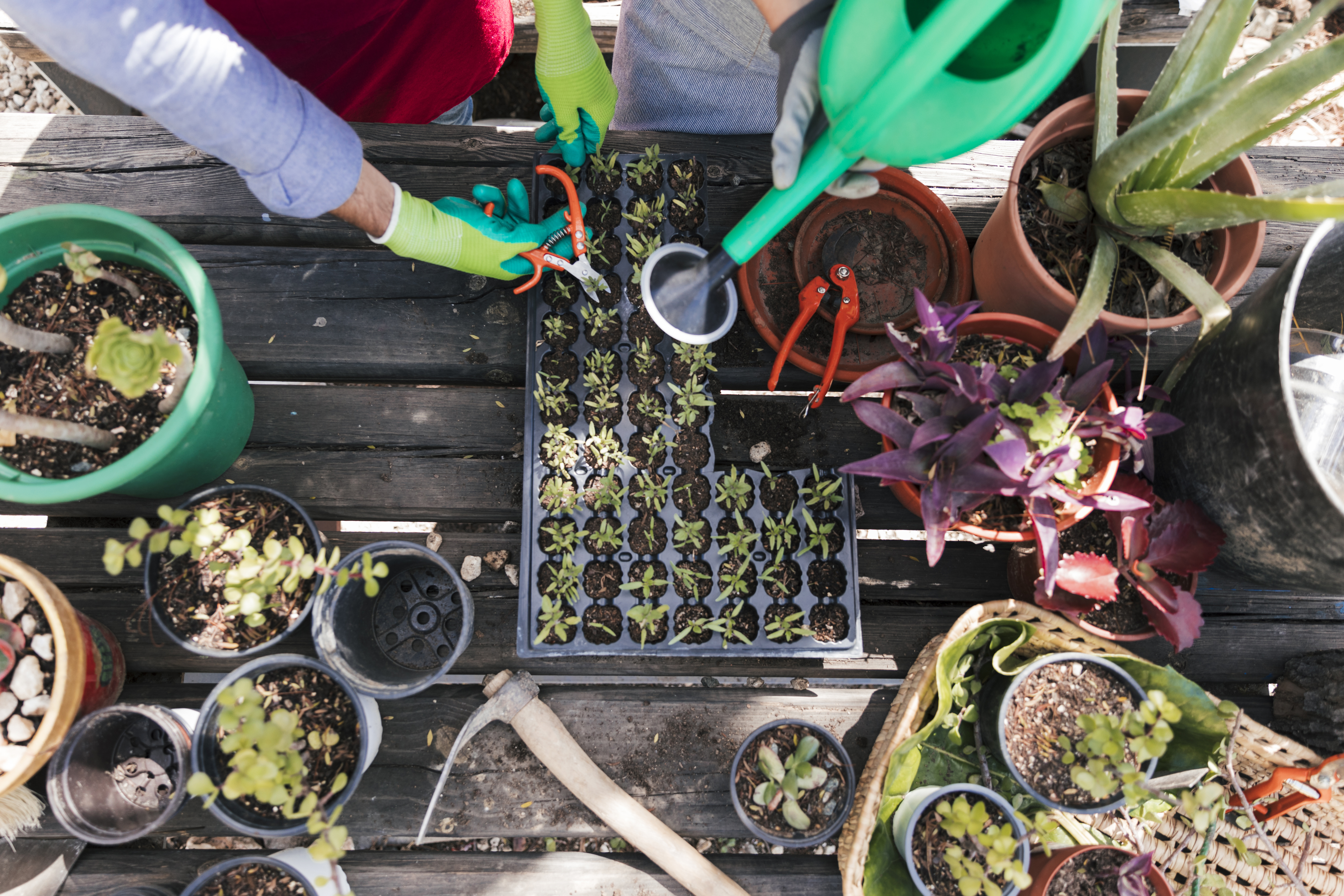 aussaat und anzucht mit anzuichtschalen und töpfen