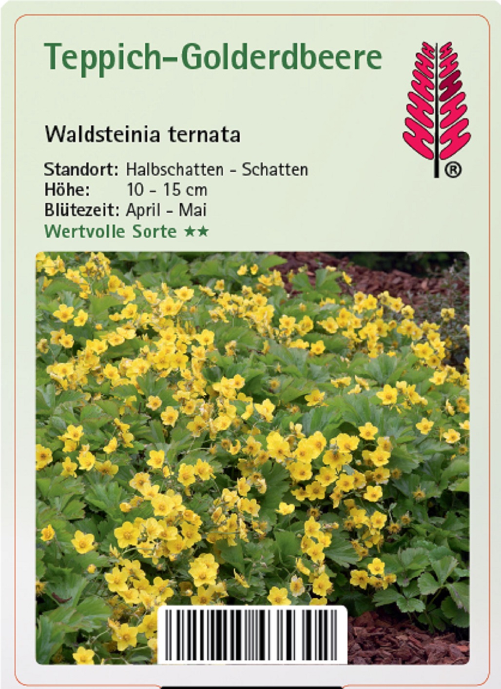 Teppich-Golderdbeere - Waldsteinia ternata