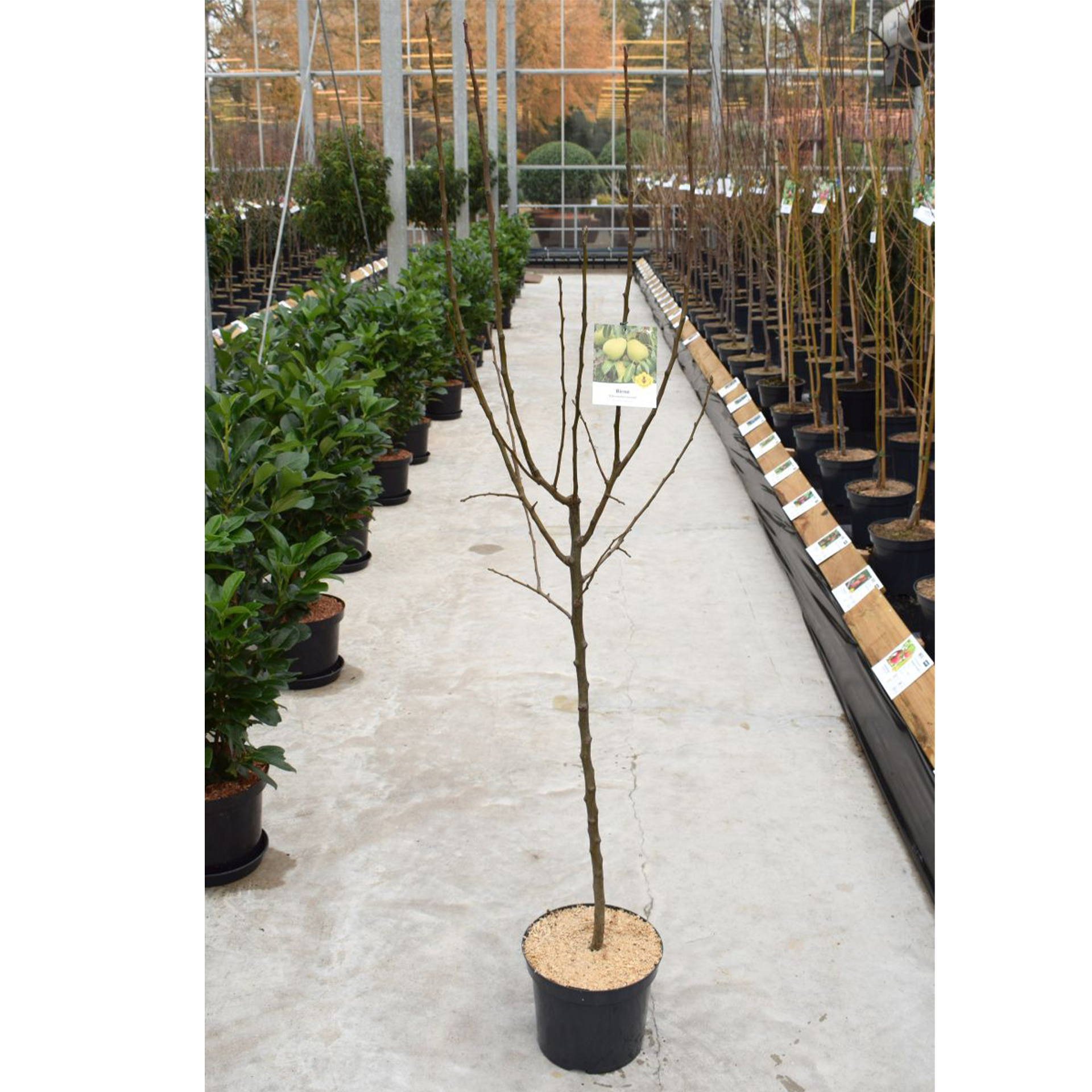 Birne Alexander Lucas Birnenbaum große gelbe Birnen saftig süß