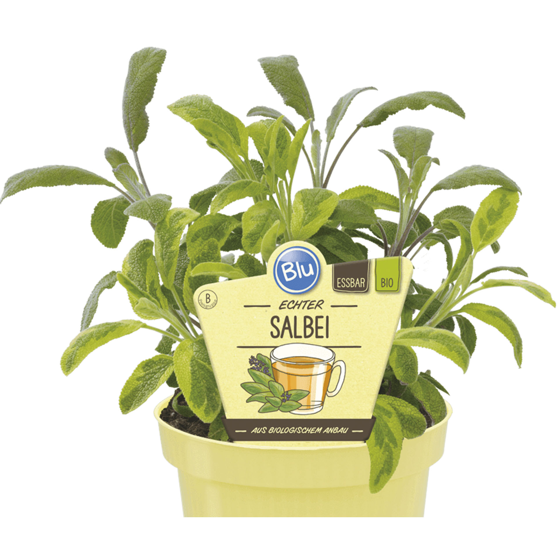 Pflanztopf mit BIO Salbei und Pflanzenstecker