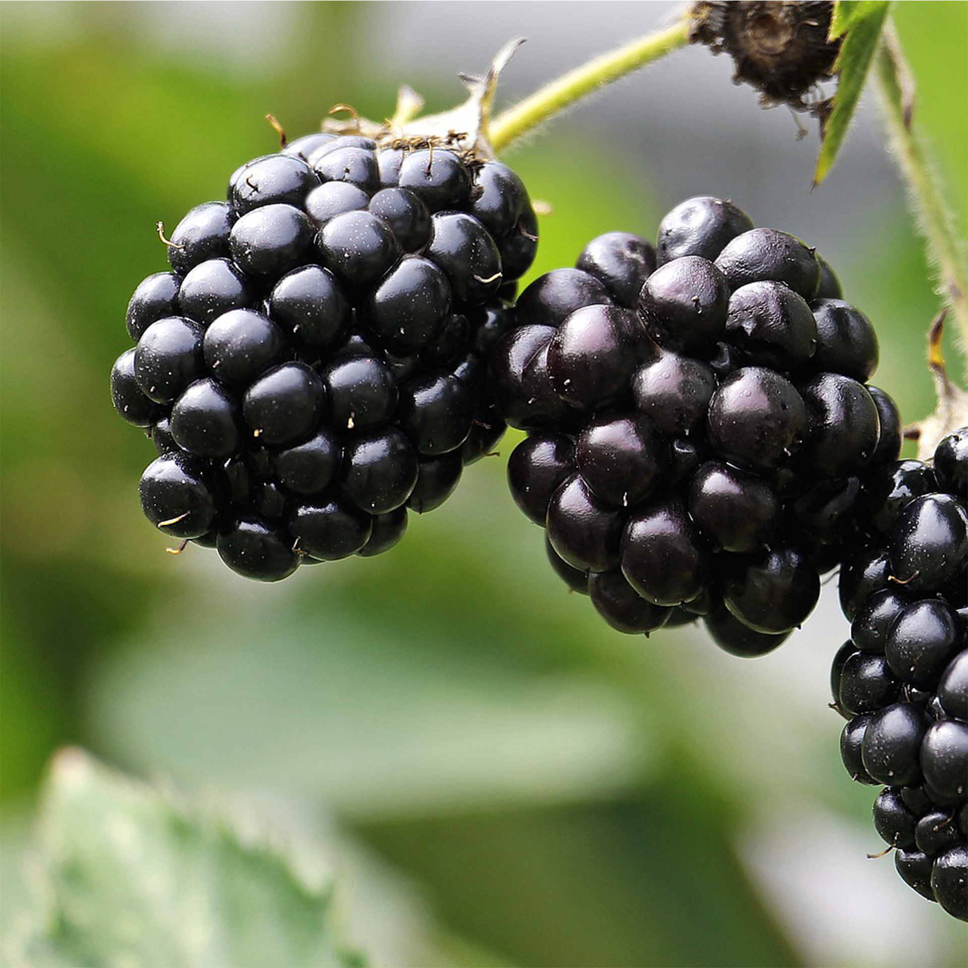 Brombeere Navaho Arapaho dornenlos sehr aromatisch Brombeerpflanze