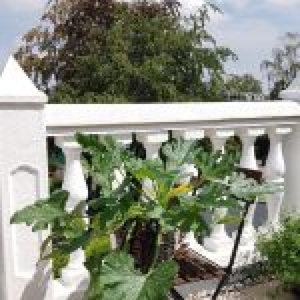 BIO Balkon-Zucchini