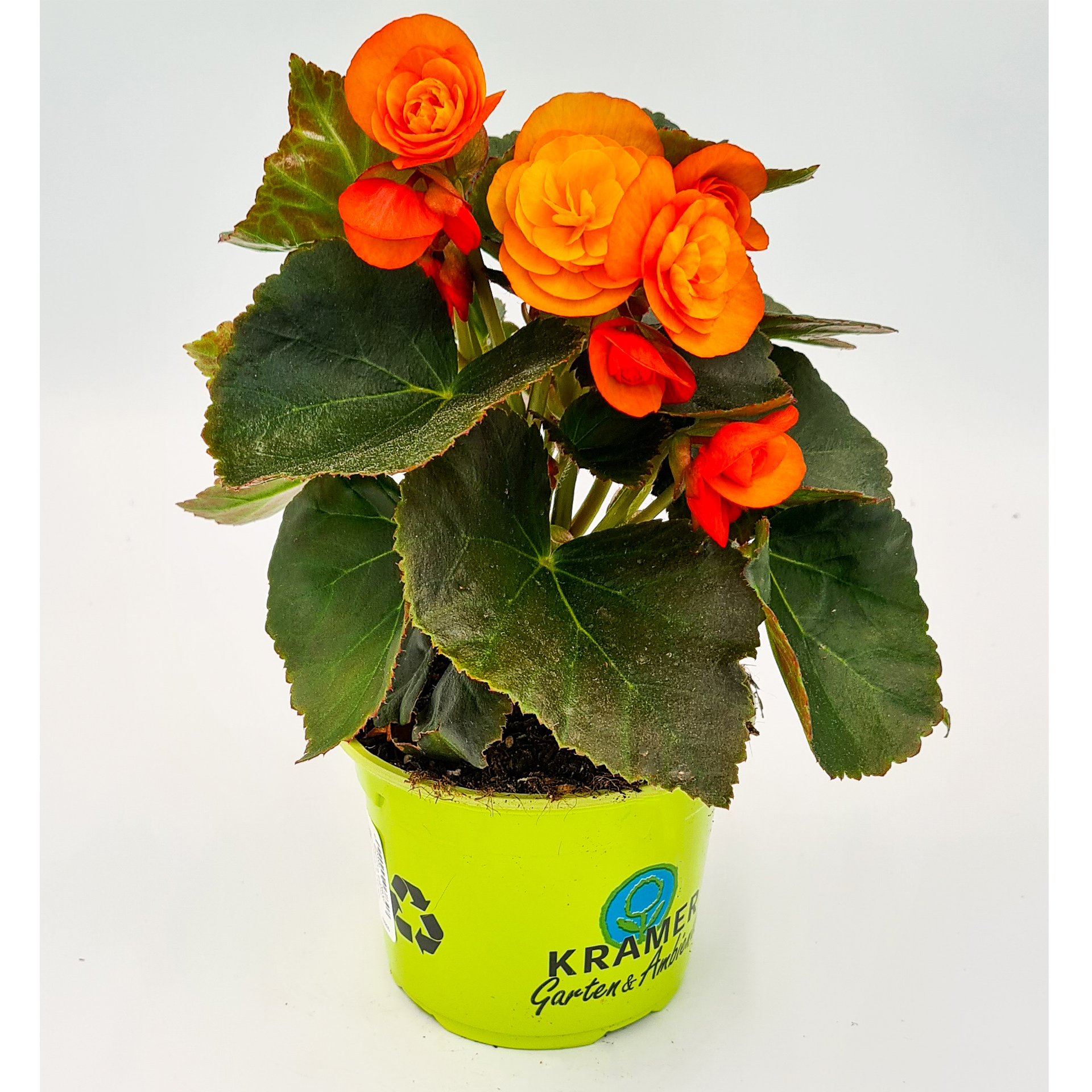 blühende Begonie Sunpleasure Orange im Pflanztopf
