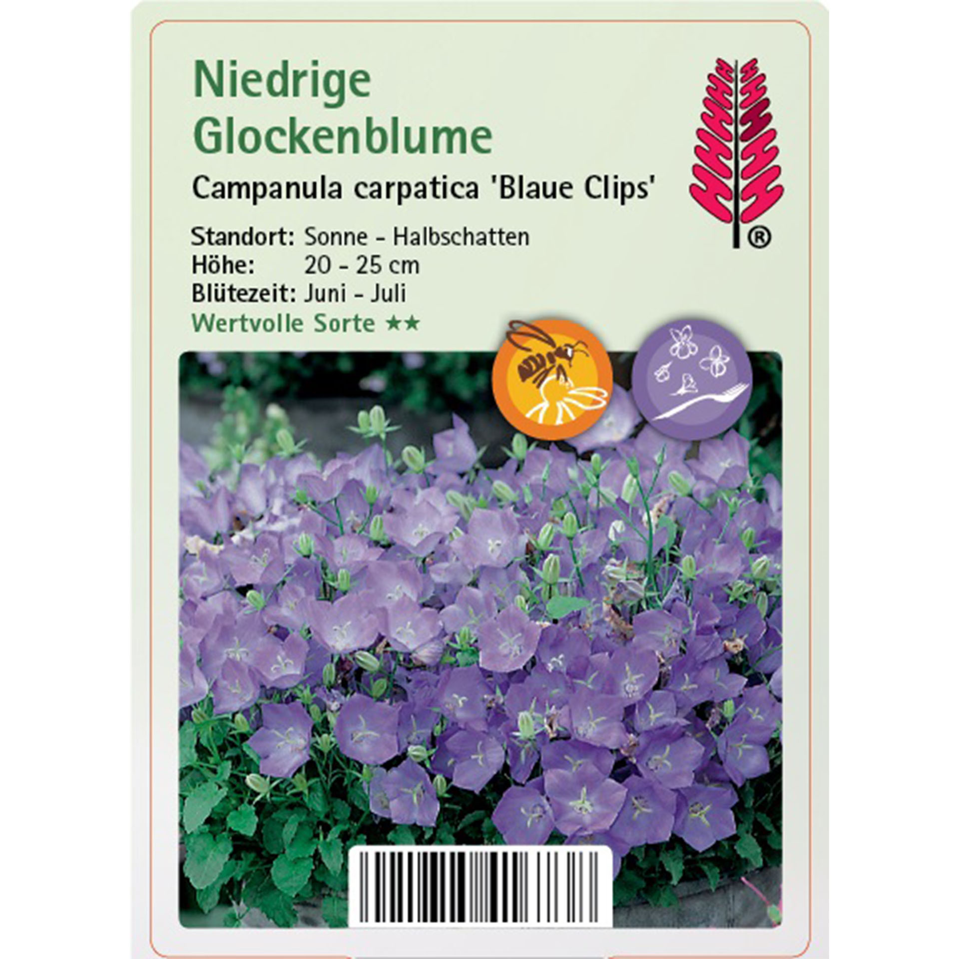 Blume, Pflanze, Geranie, Kräuter, Blütenblatt