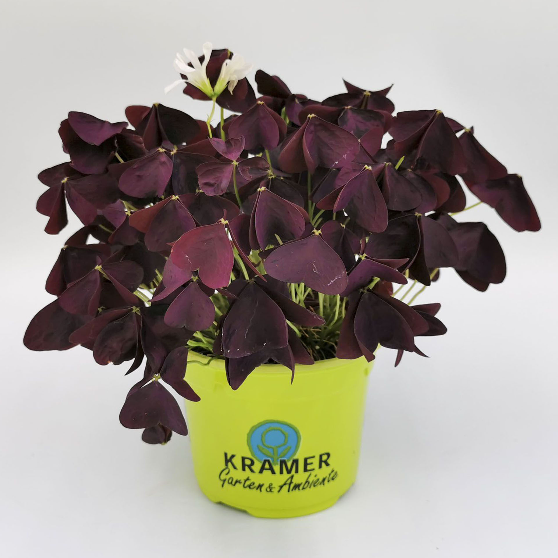 Dreieckiger Glücksklee im Pflanztopf