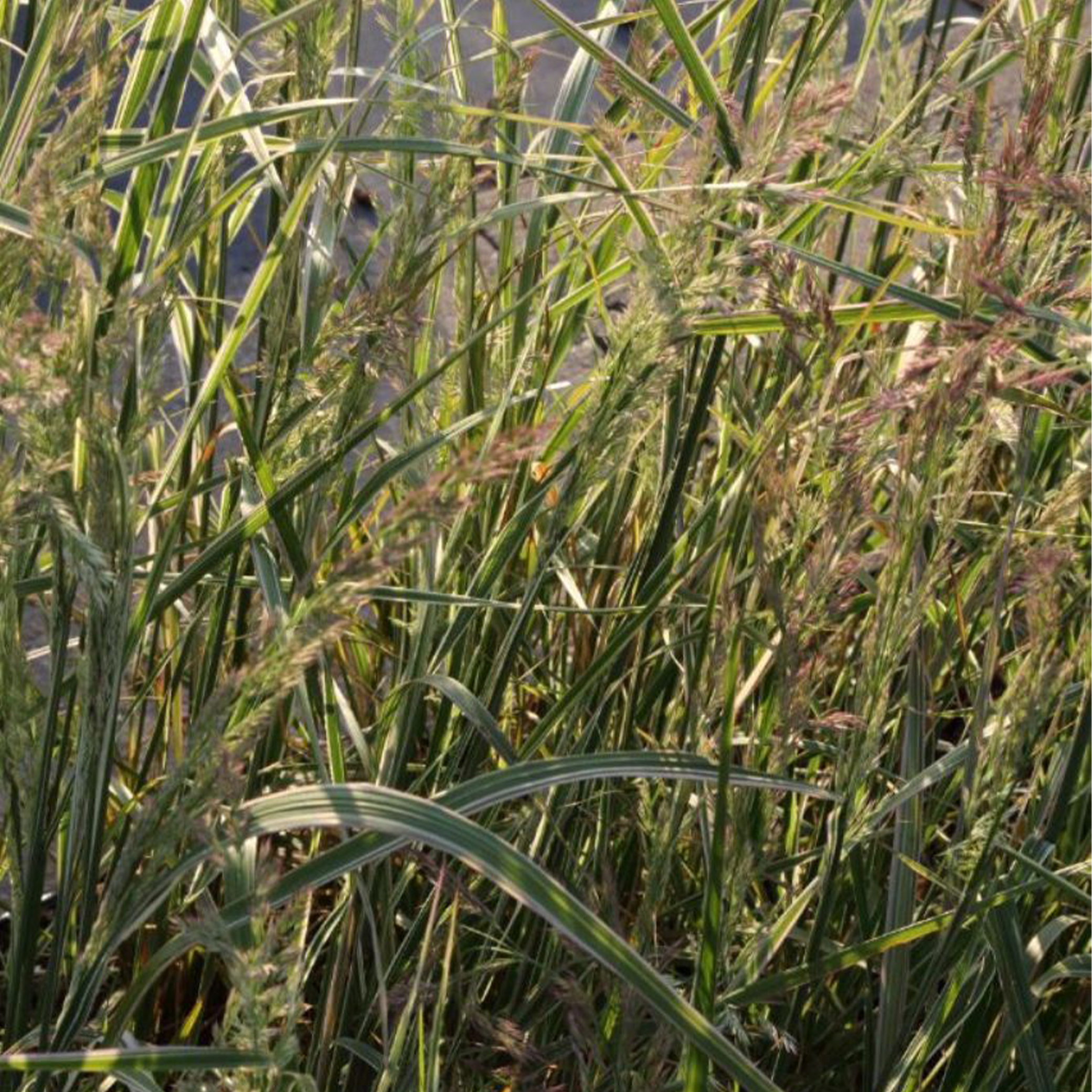 Reitgras - Calamagrostis acutiflora 'Overdam', 17cm Topf
