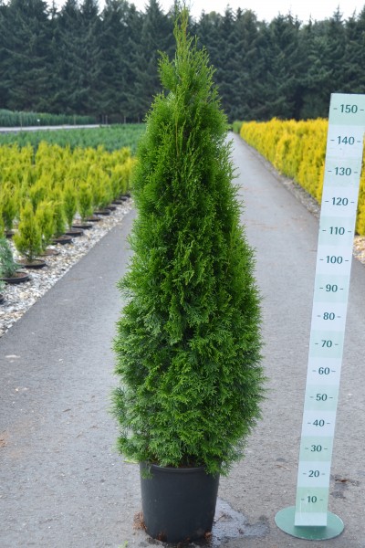 Thuja occ. smaragd