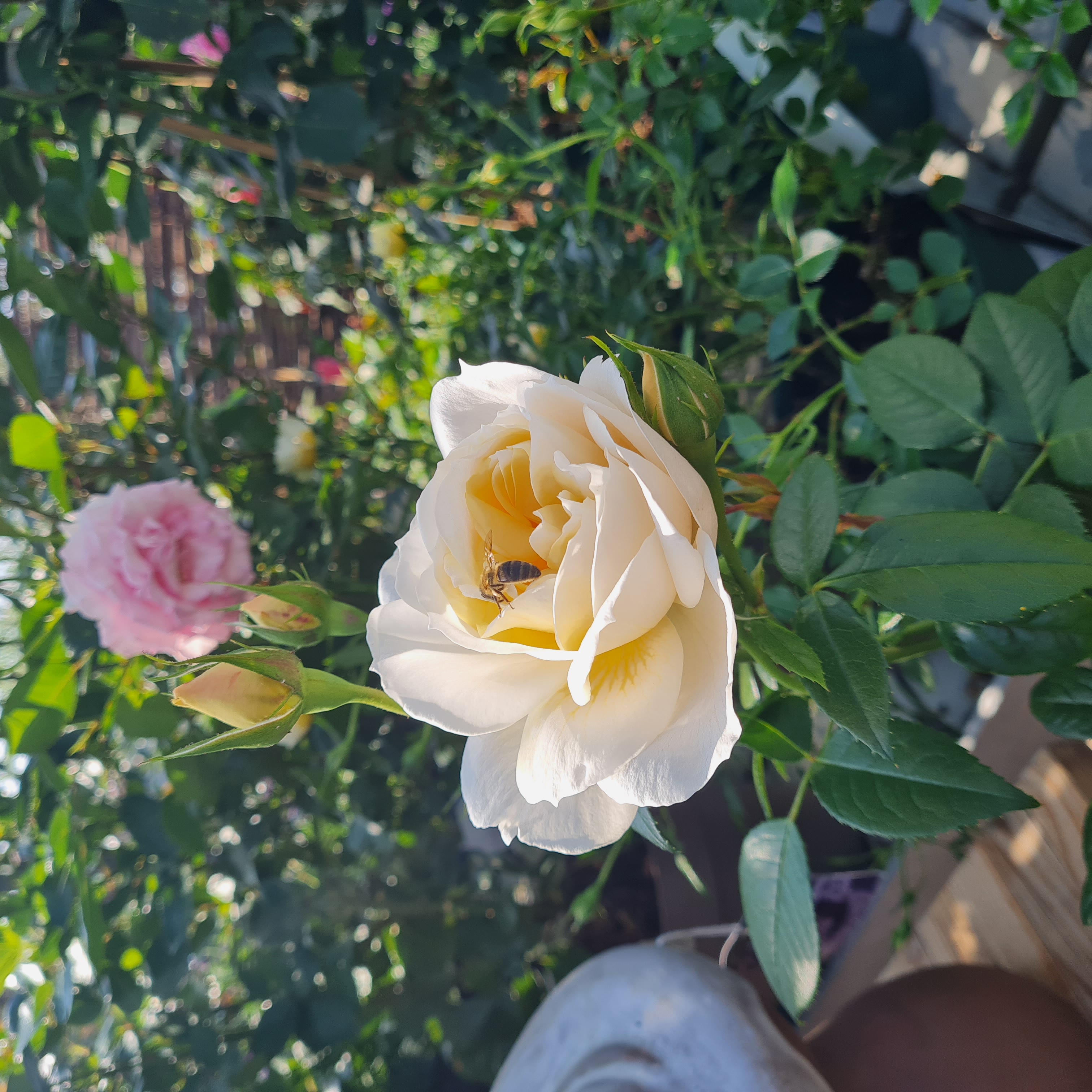 Blume, Rose, Blütenblatt, Geranie, Blumenstrauß