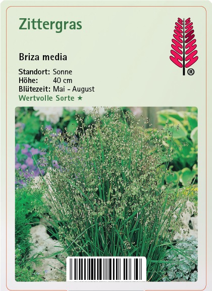 Kräuter, Vegetation, Gras, Blume